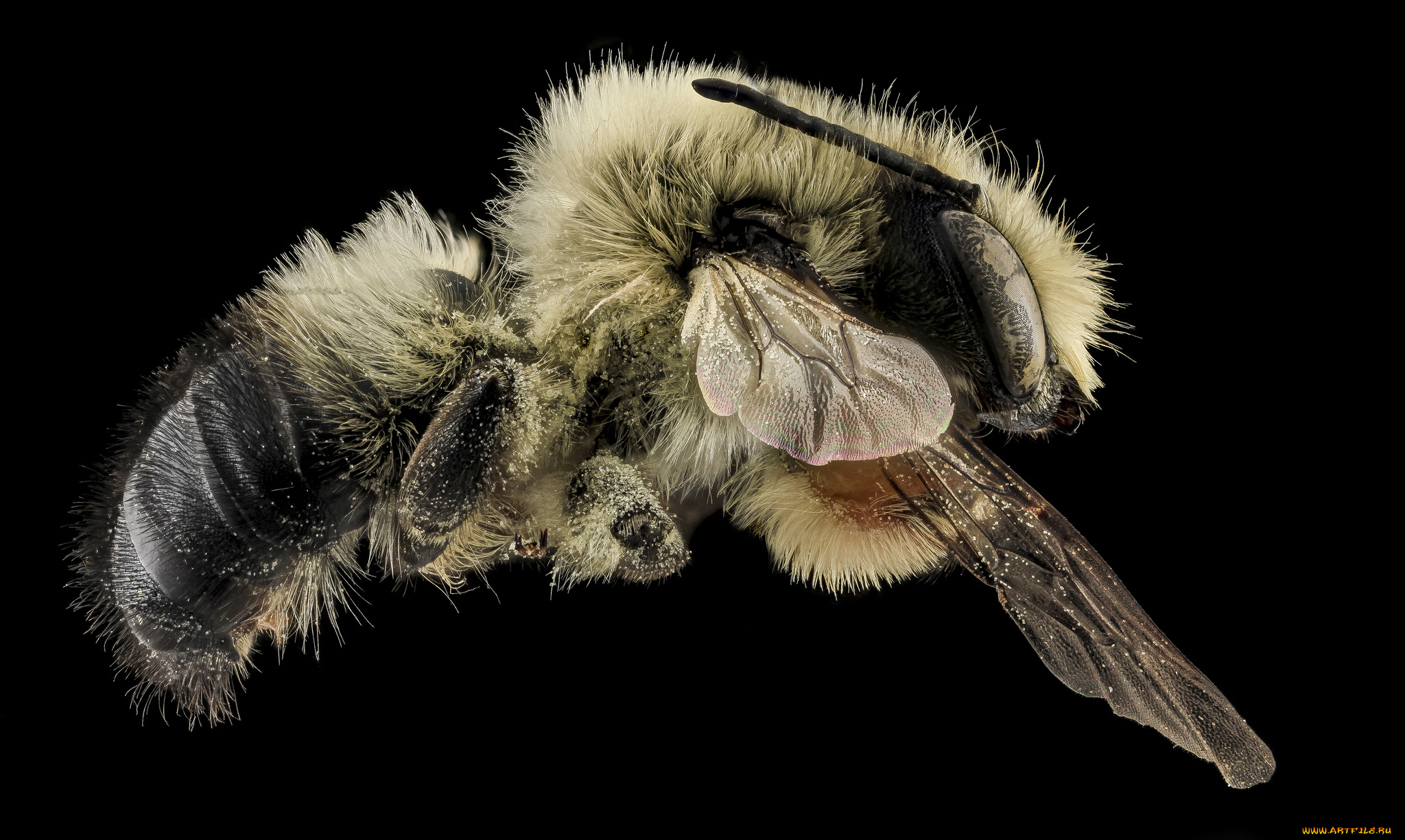 животные, насекомые, макросъемка, насекомое