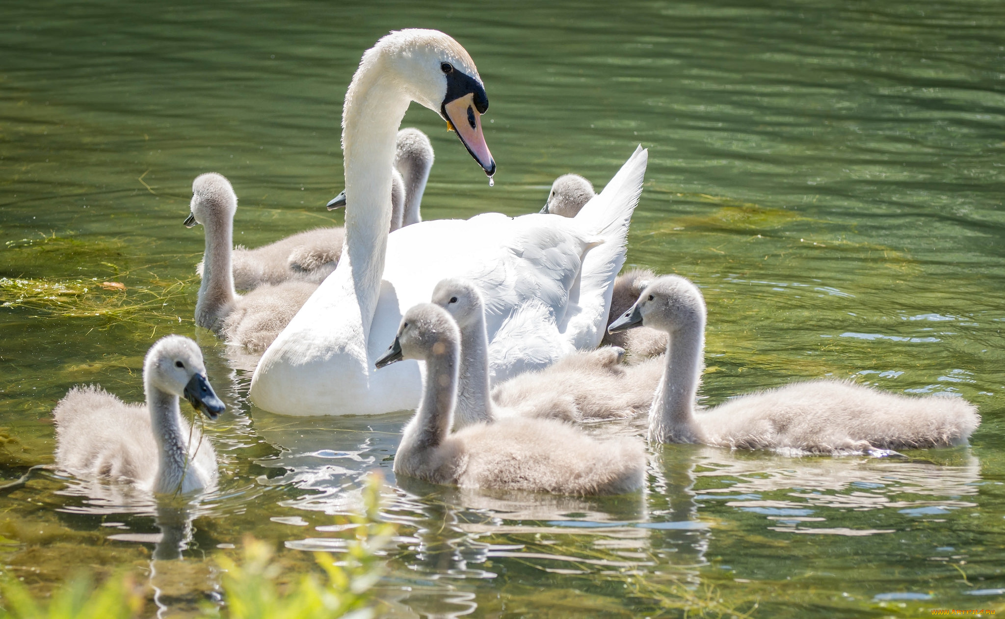 животные, лебеди, семья