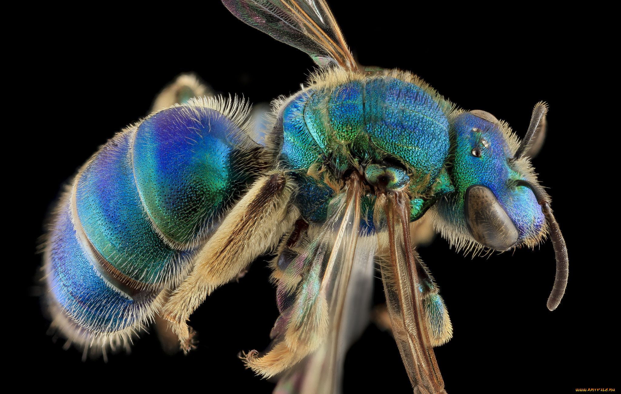 животные, насекомые, насекомое, макросъемка