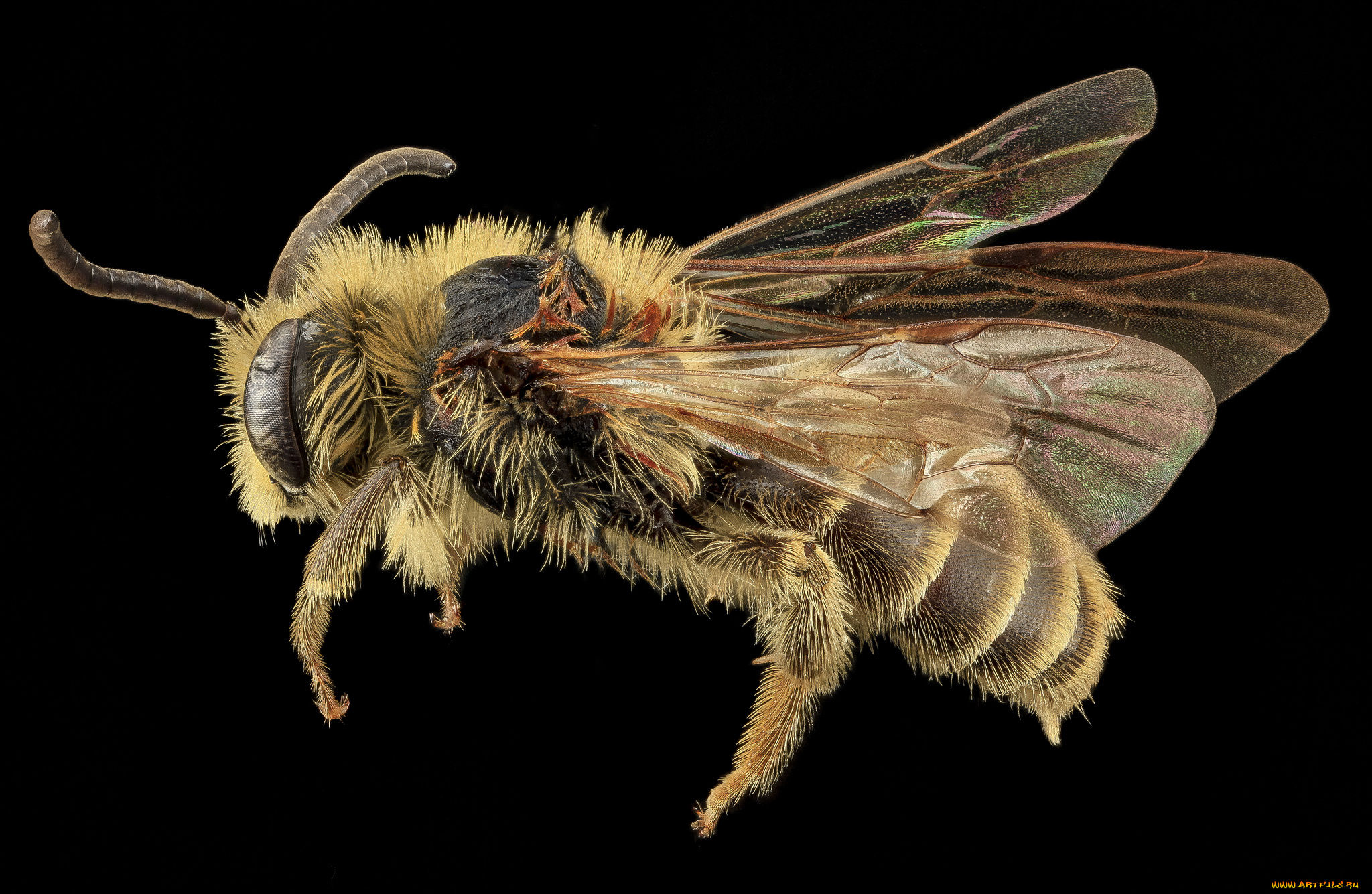 животные, пчелы, , осы, , шмели, насекомое, макросъемка