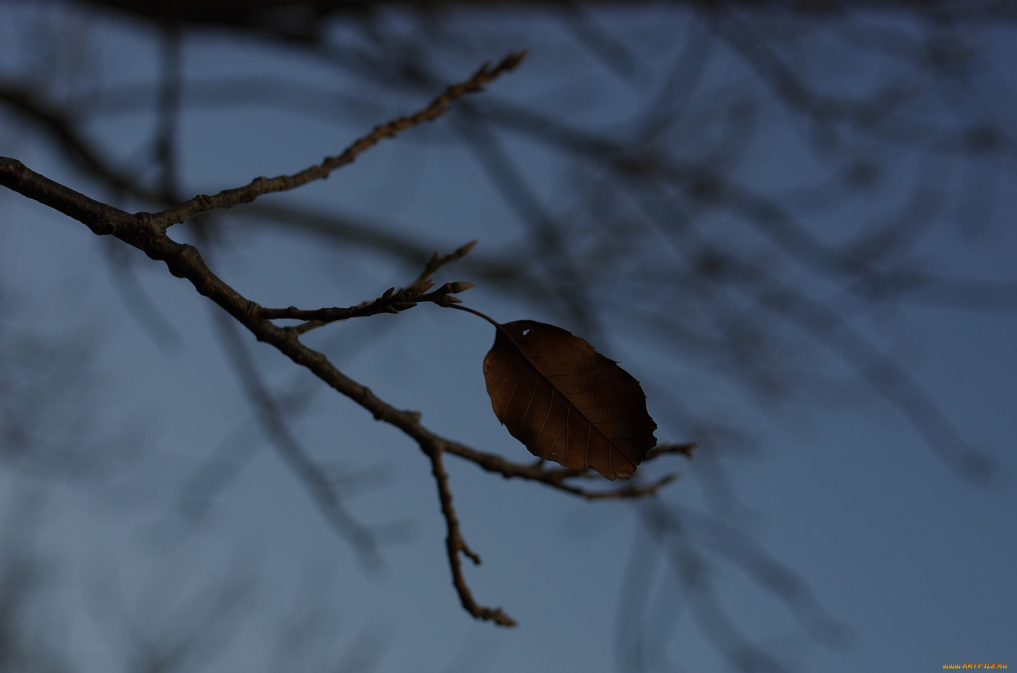 природа, листья, тень, макро, сумерки, ветка