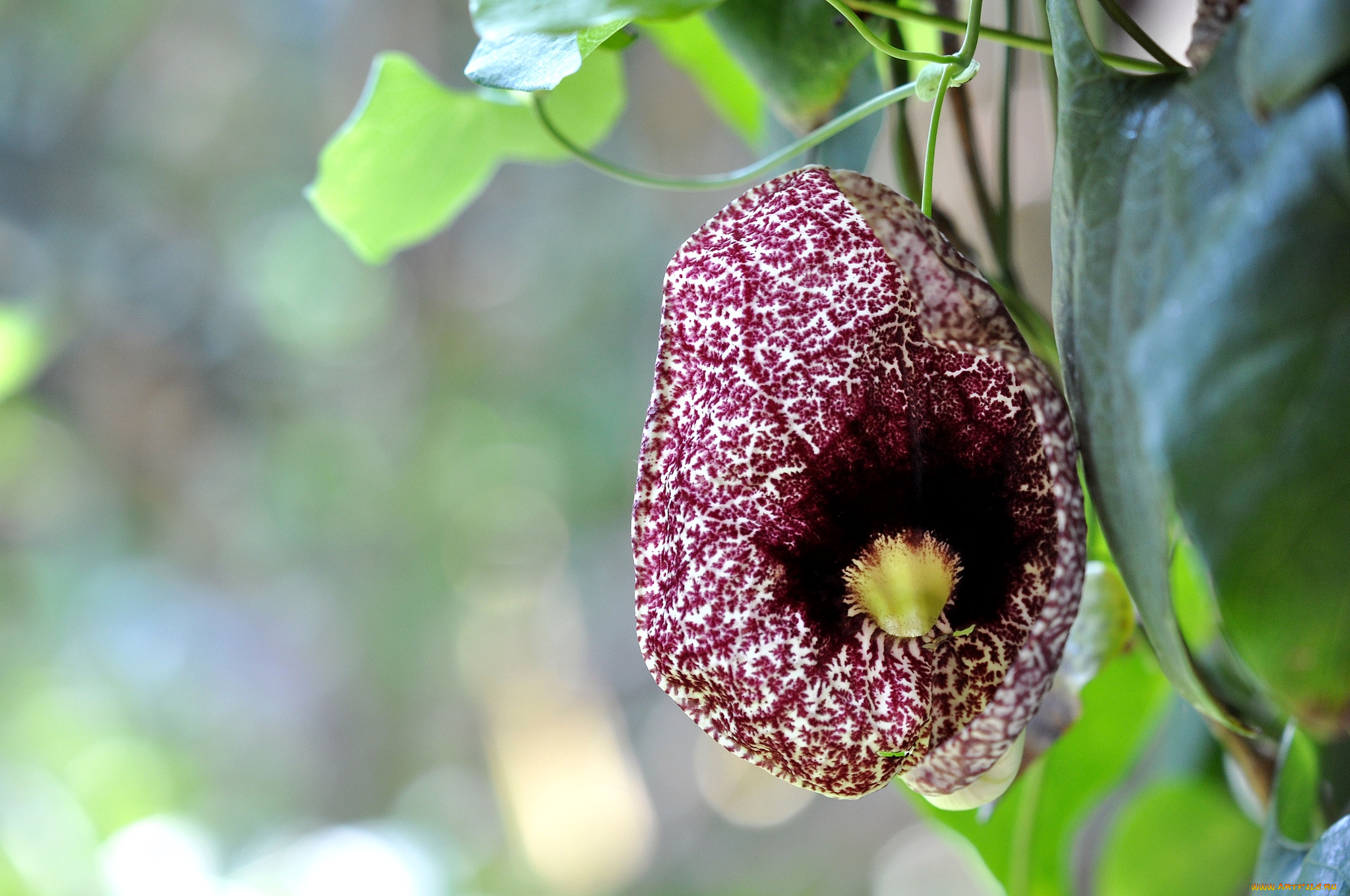 цветы, кирказон, , аристолохия