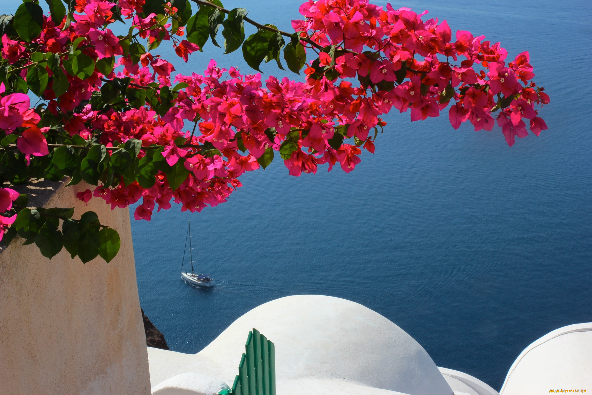 цветы, бугенвиллея, экзотика, море