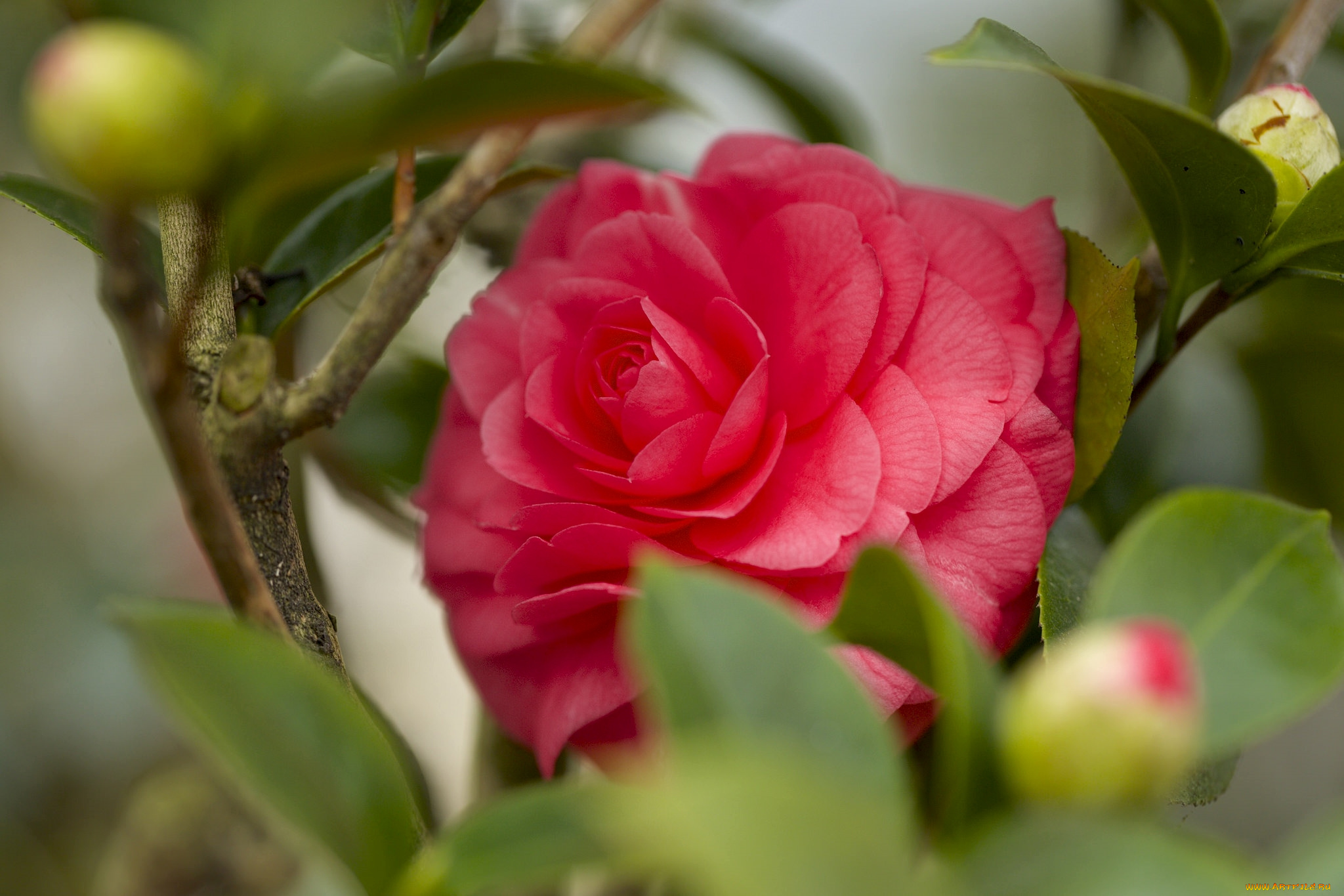 цветы, камелии, красный