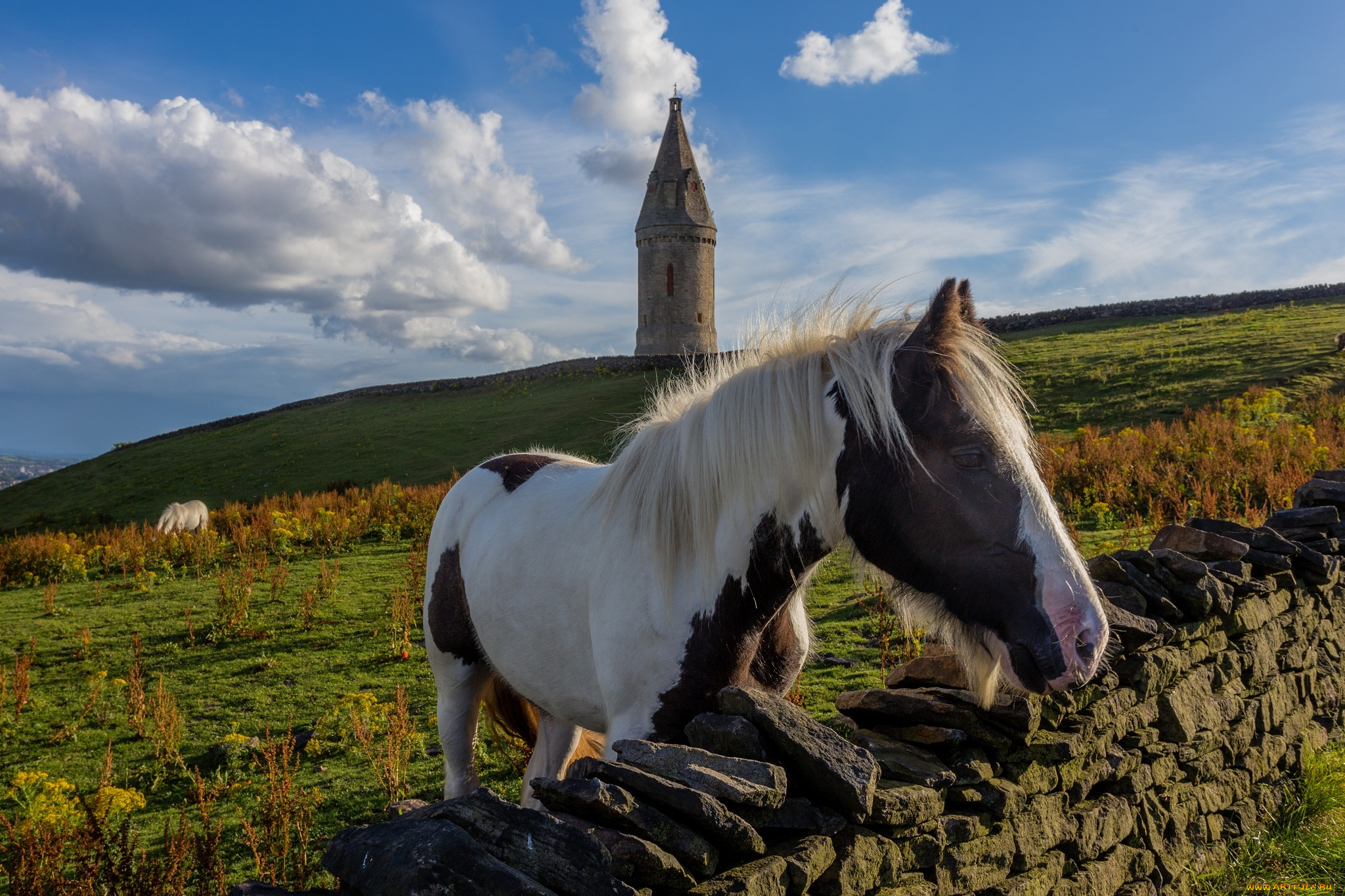 животные, лошади, грива, морда, башня, ограда