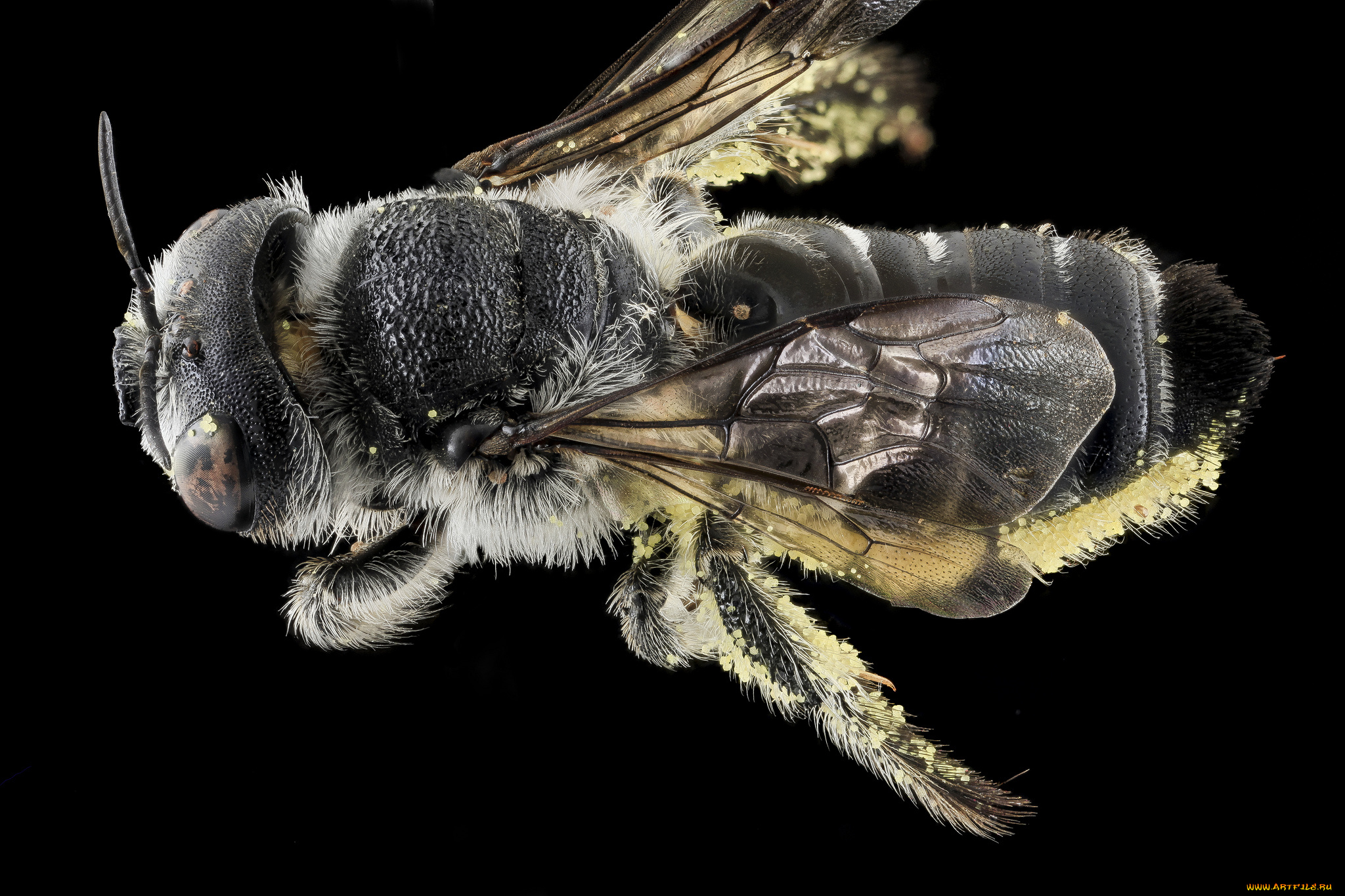 животные, насекомые, насекомое, макросъемка