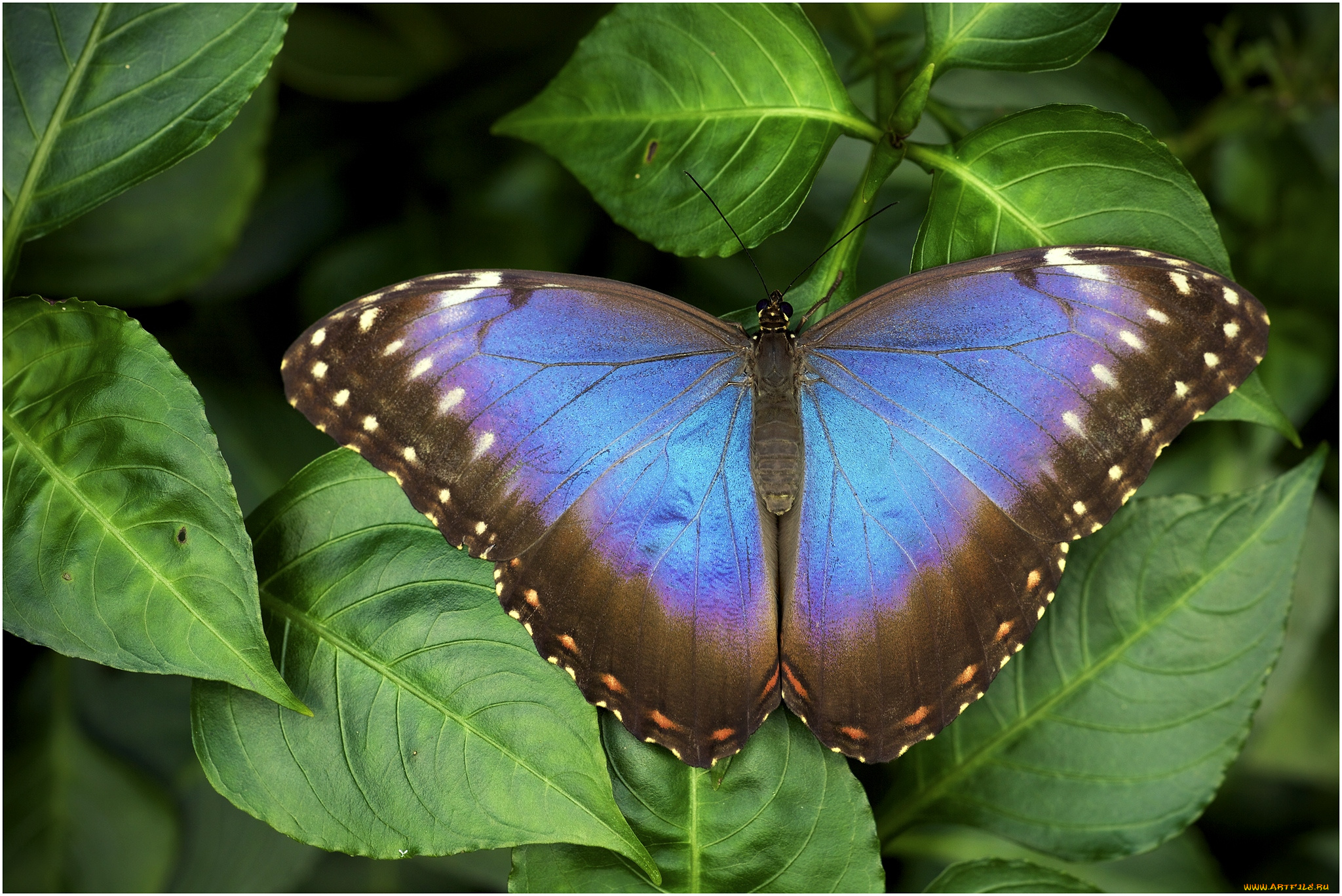 животные, бабочки, крылья