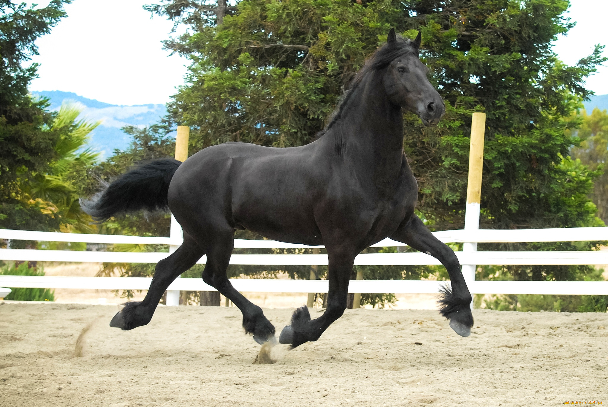 животные, лошади, конь