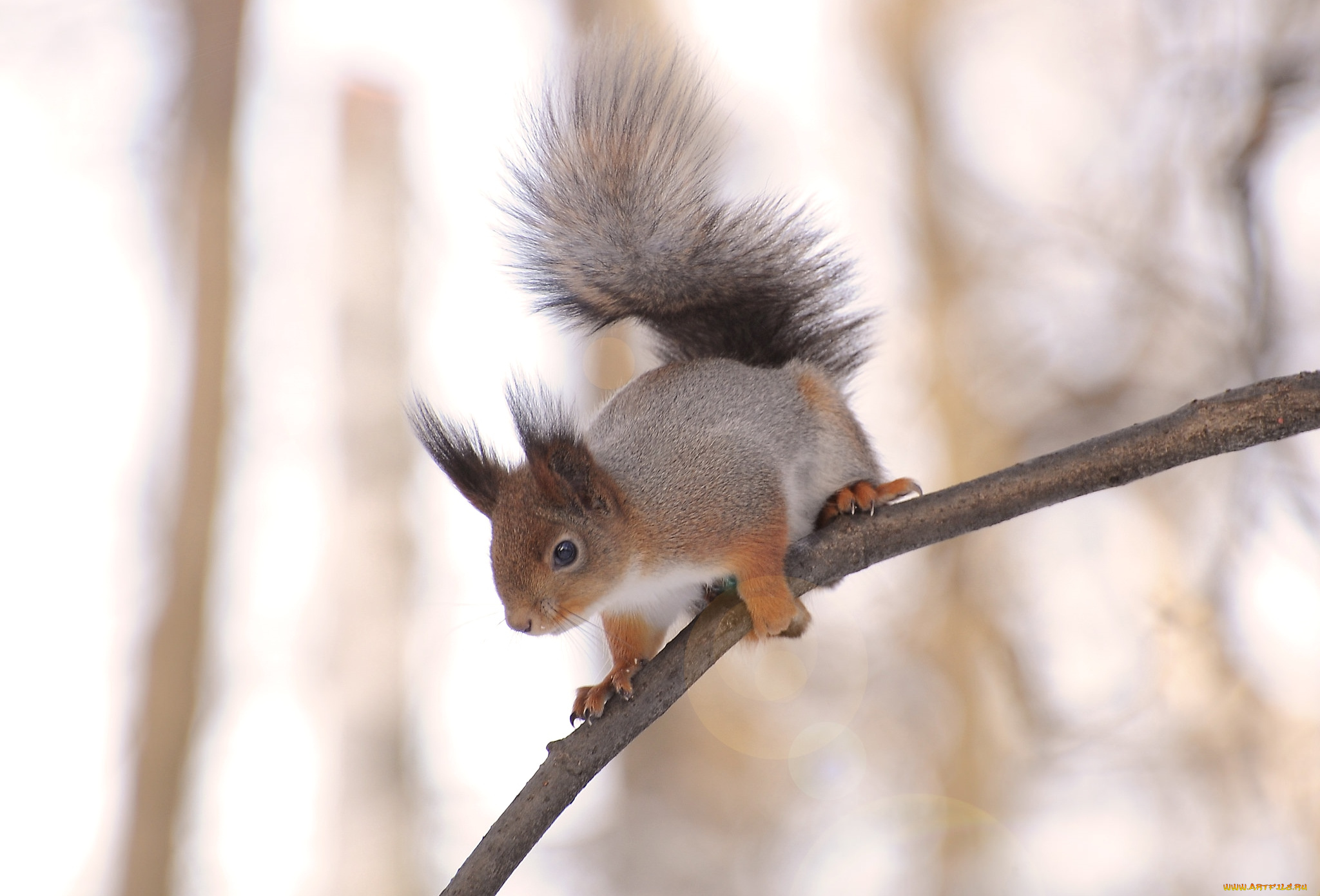животные, белки, зверек