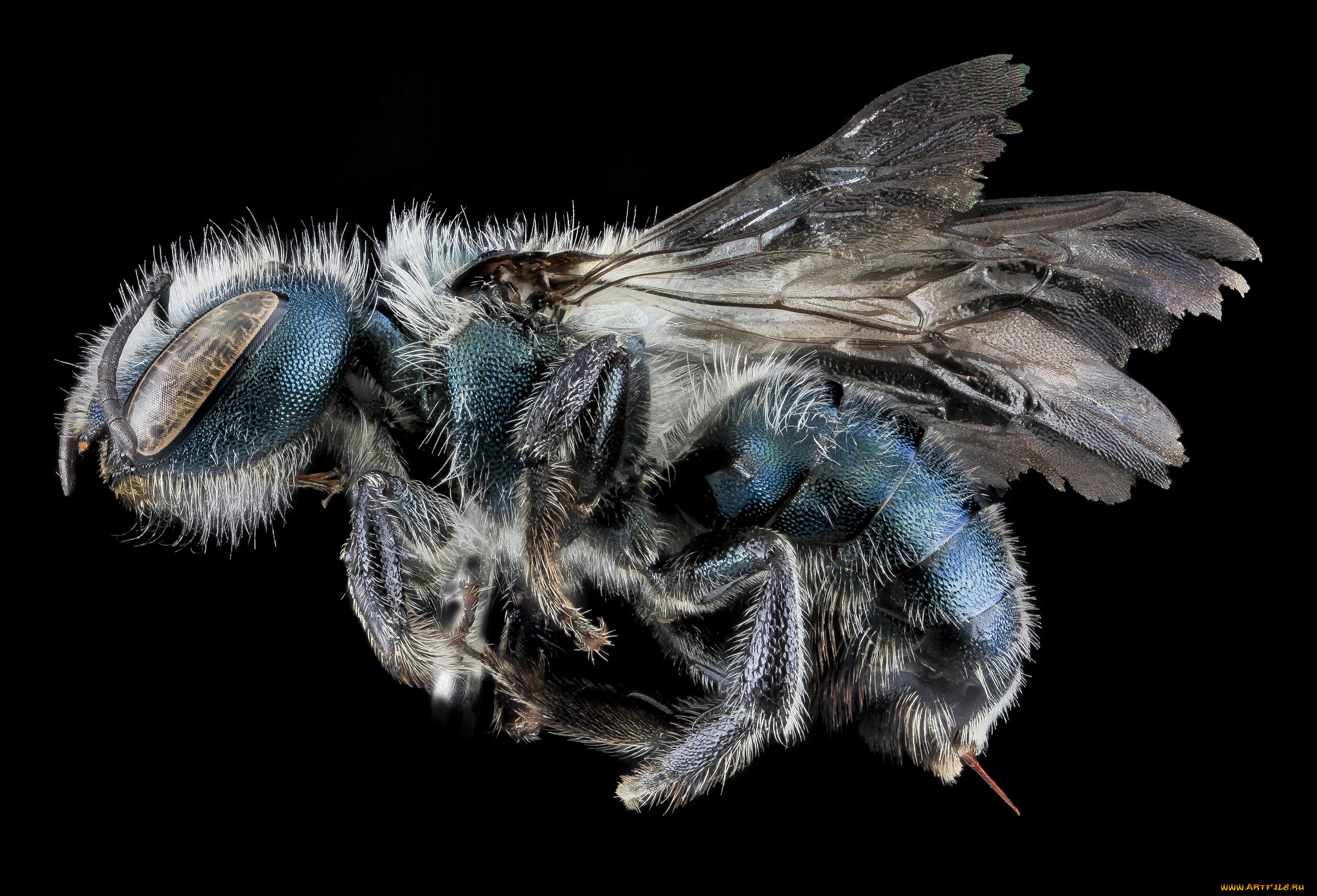 животные, насекомые, насекомое, макросъемка