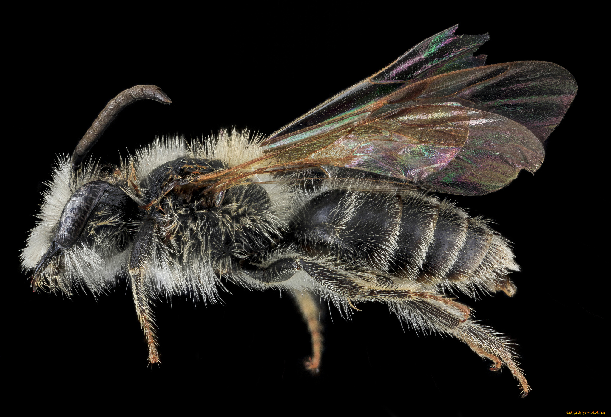 животные, насекомые, насекомое, макросъемка