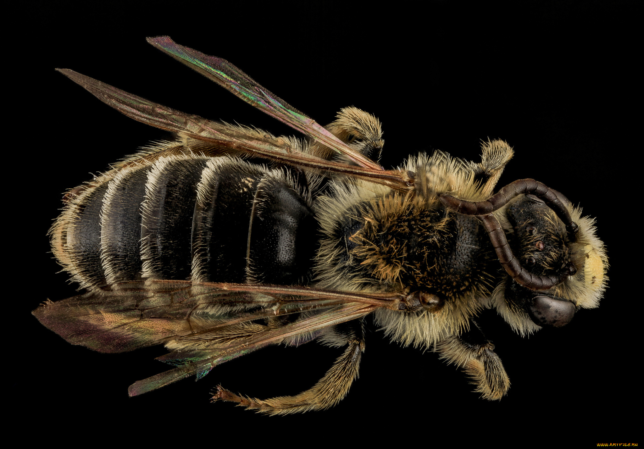 животные, пчелы, , осы, , шмели, макросъемка, насекомое