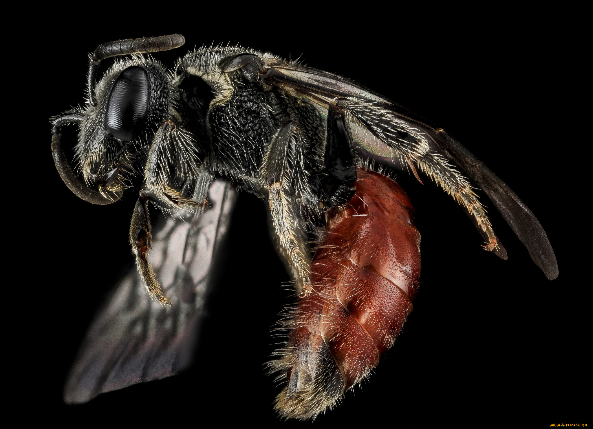 животные, насекомые, насекомое, макросъемка