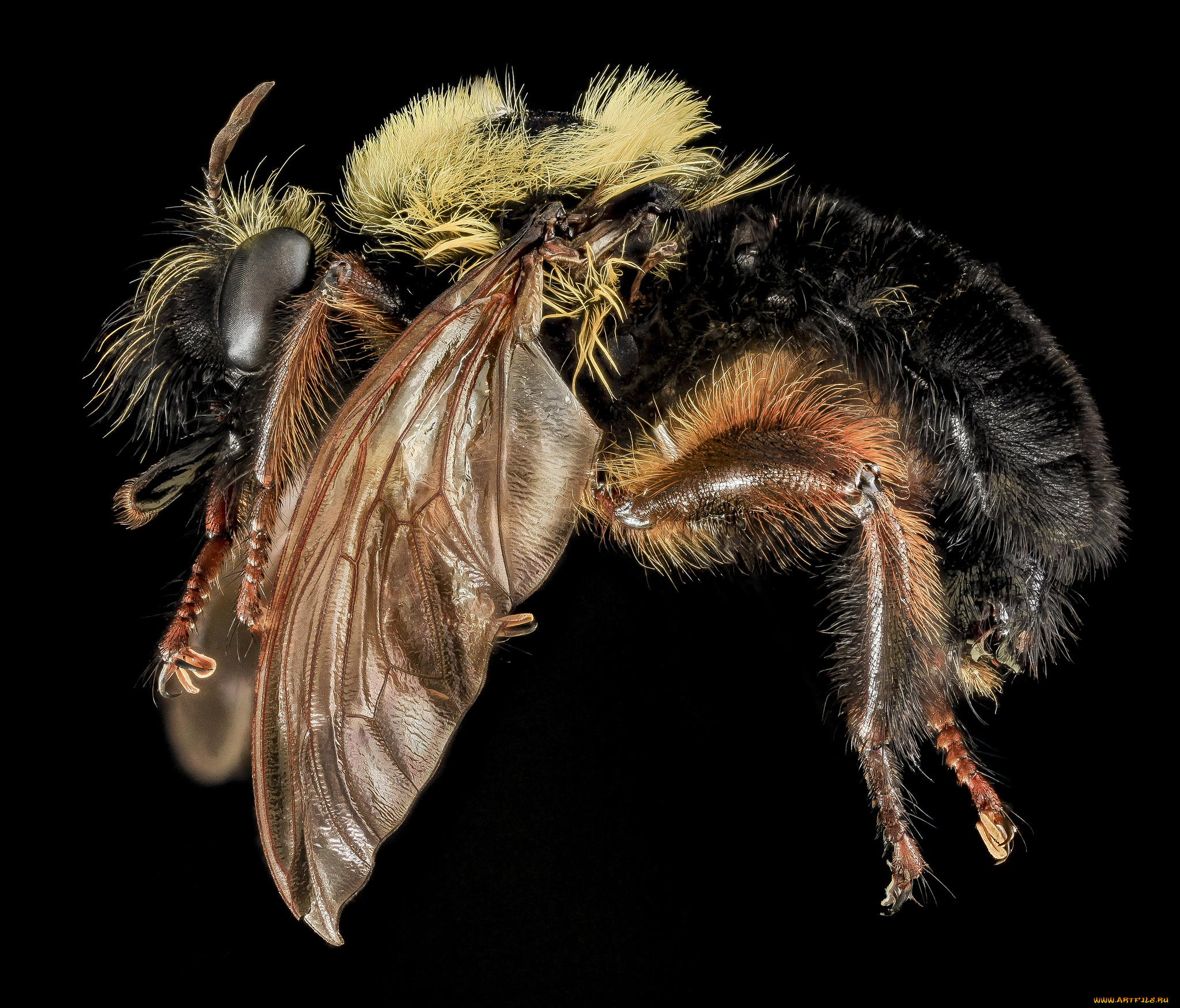 животные, насекомые, насекомое, макросъемка