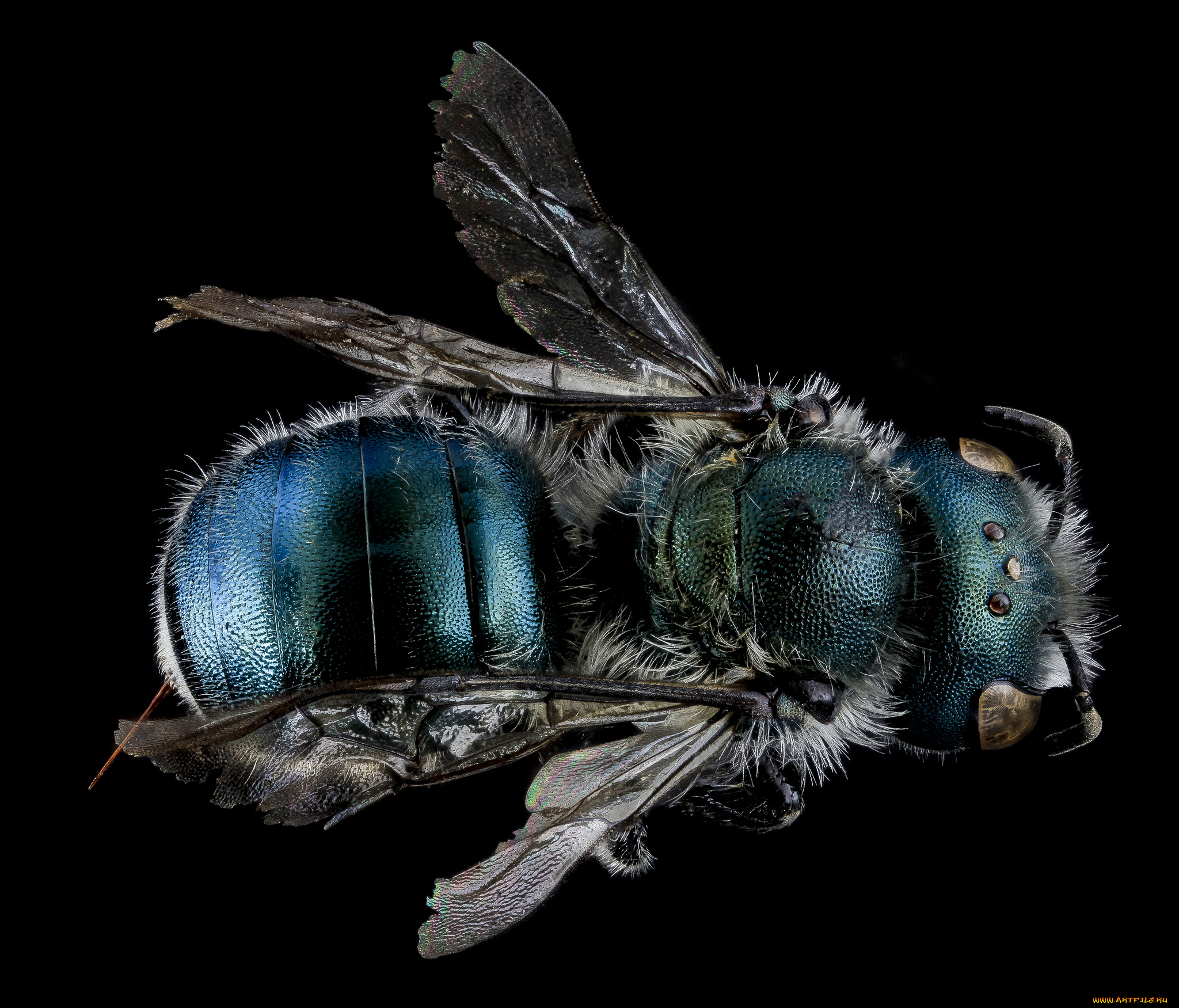 животные, насекомые, насекомое, макросъемка