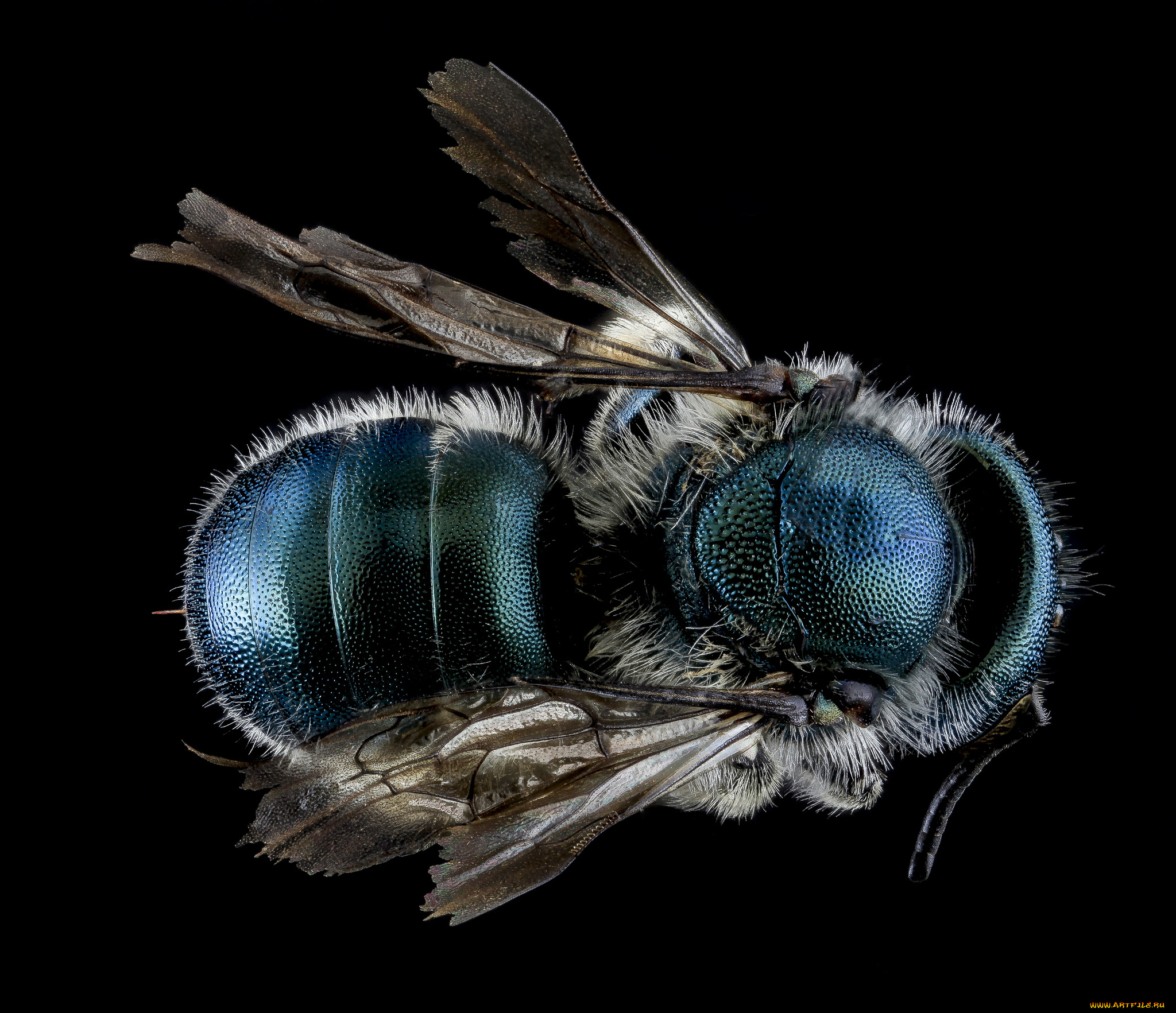 животные, насекомые, макросъемка, насекомое