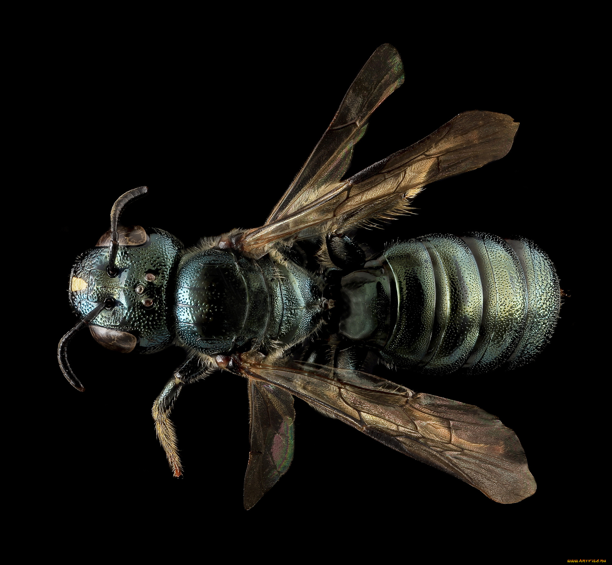 животные, насекомые, насекомое, макросъемка