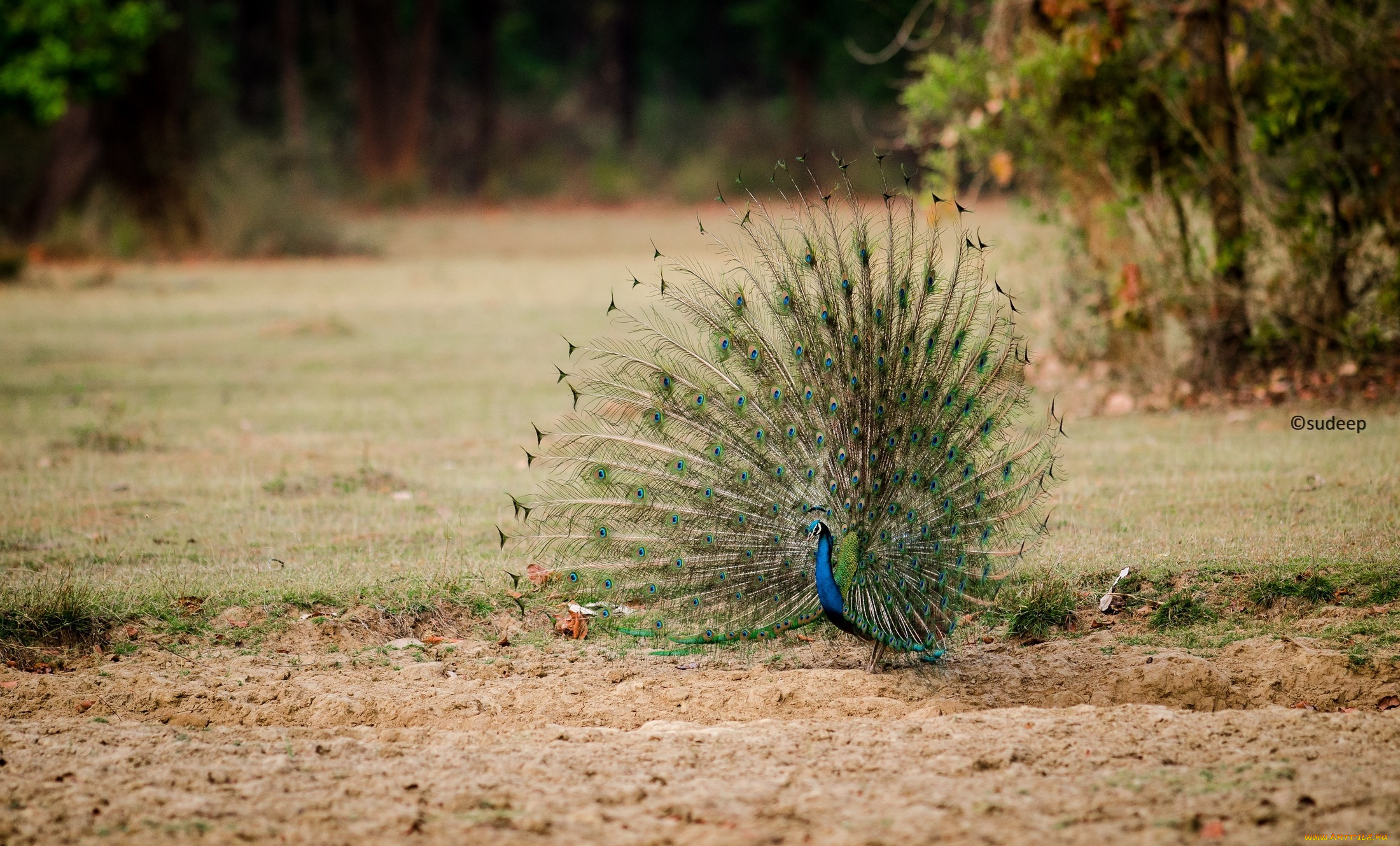 животные, павлины, хвост, перья, красавец