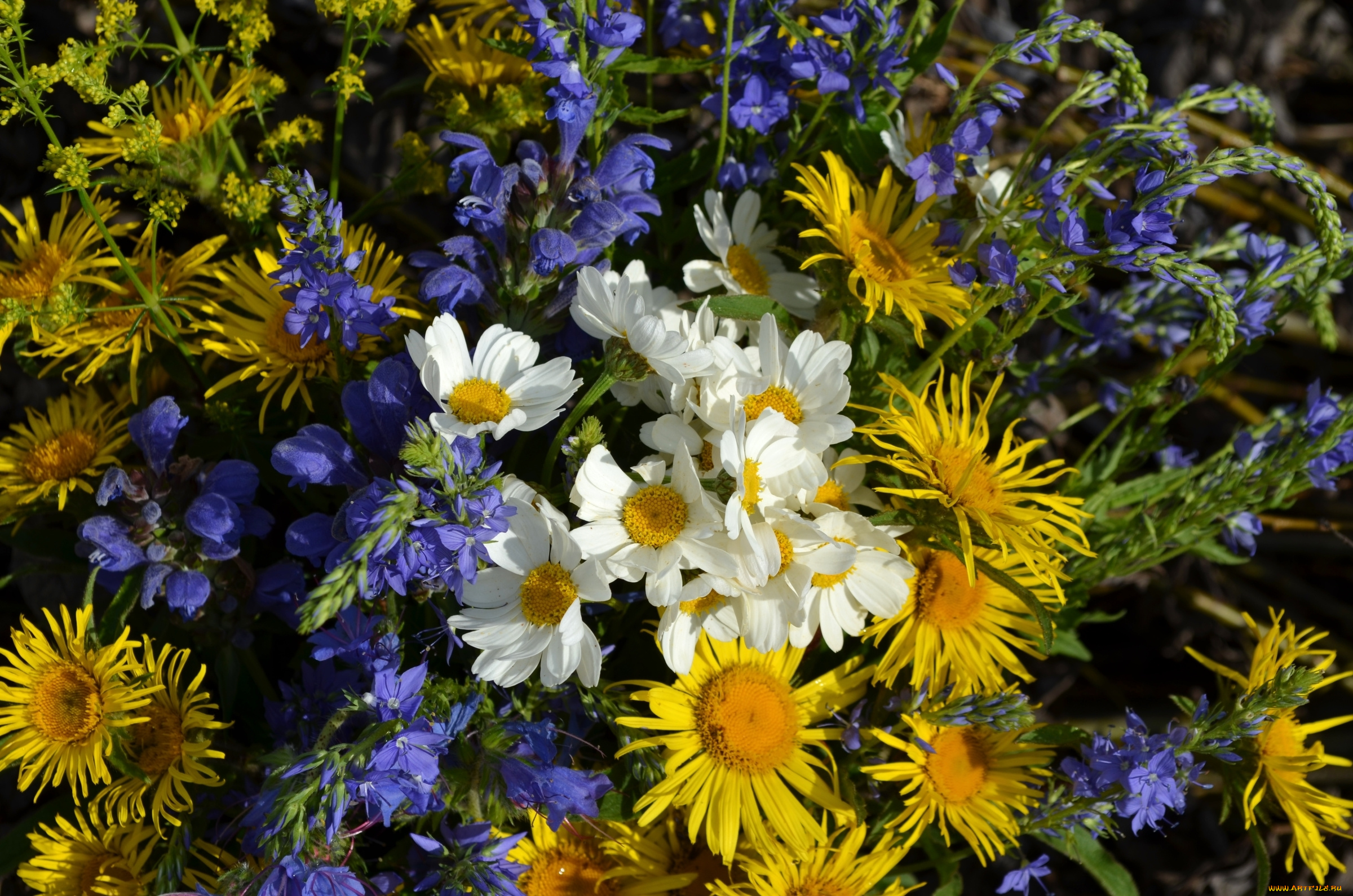 цветы, луговые, , полевые, , цветы, луг