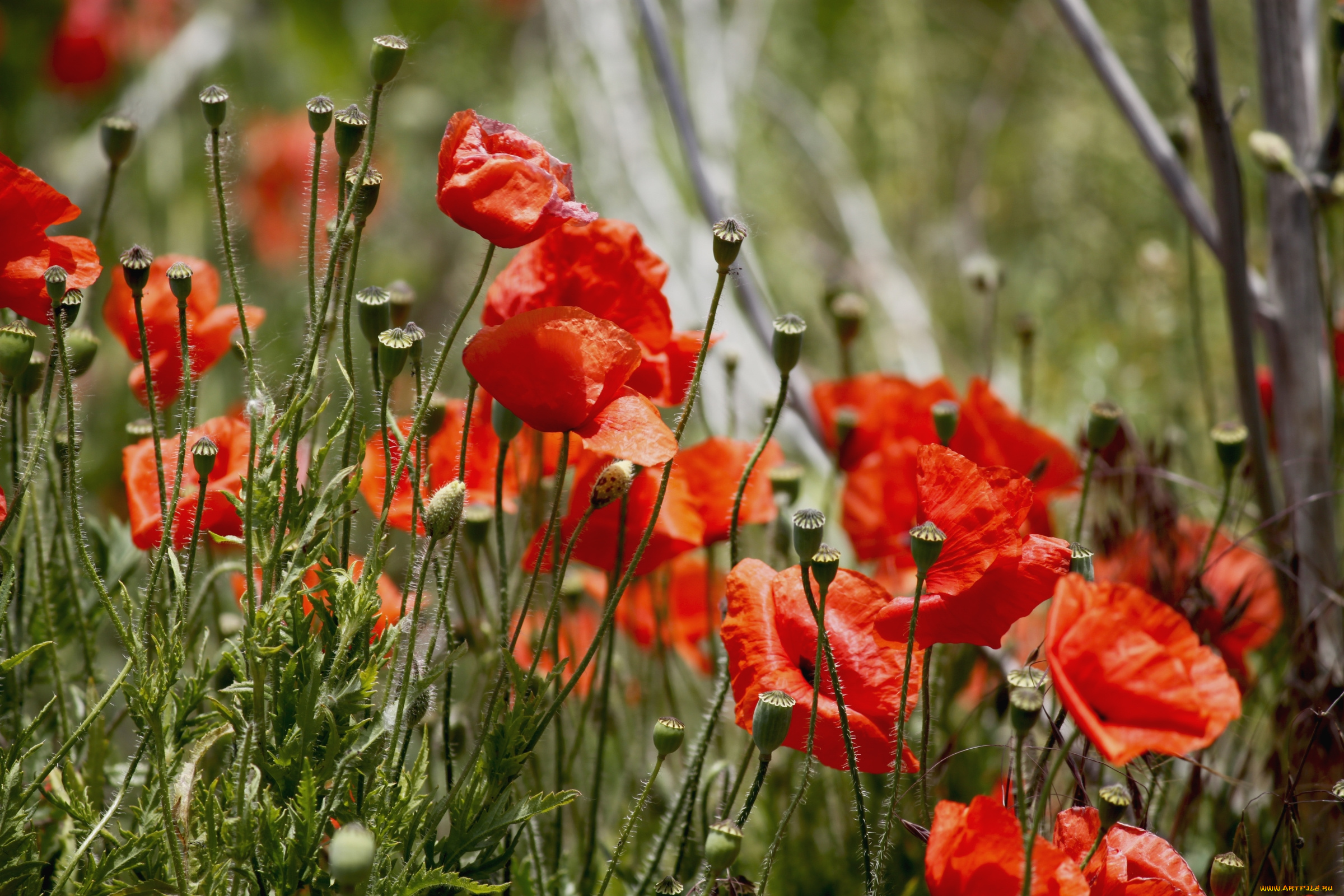 цветы, маки, красный