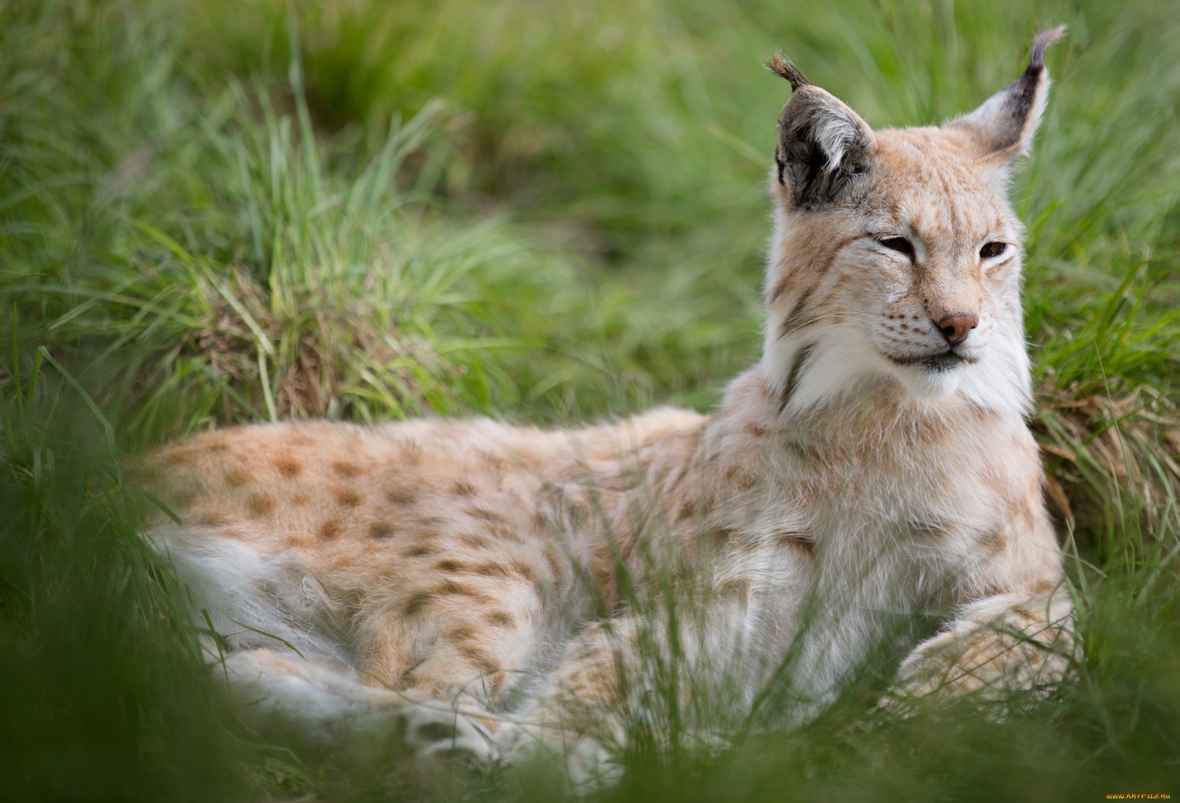 животные, рыси, кошка