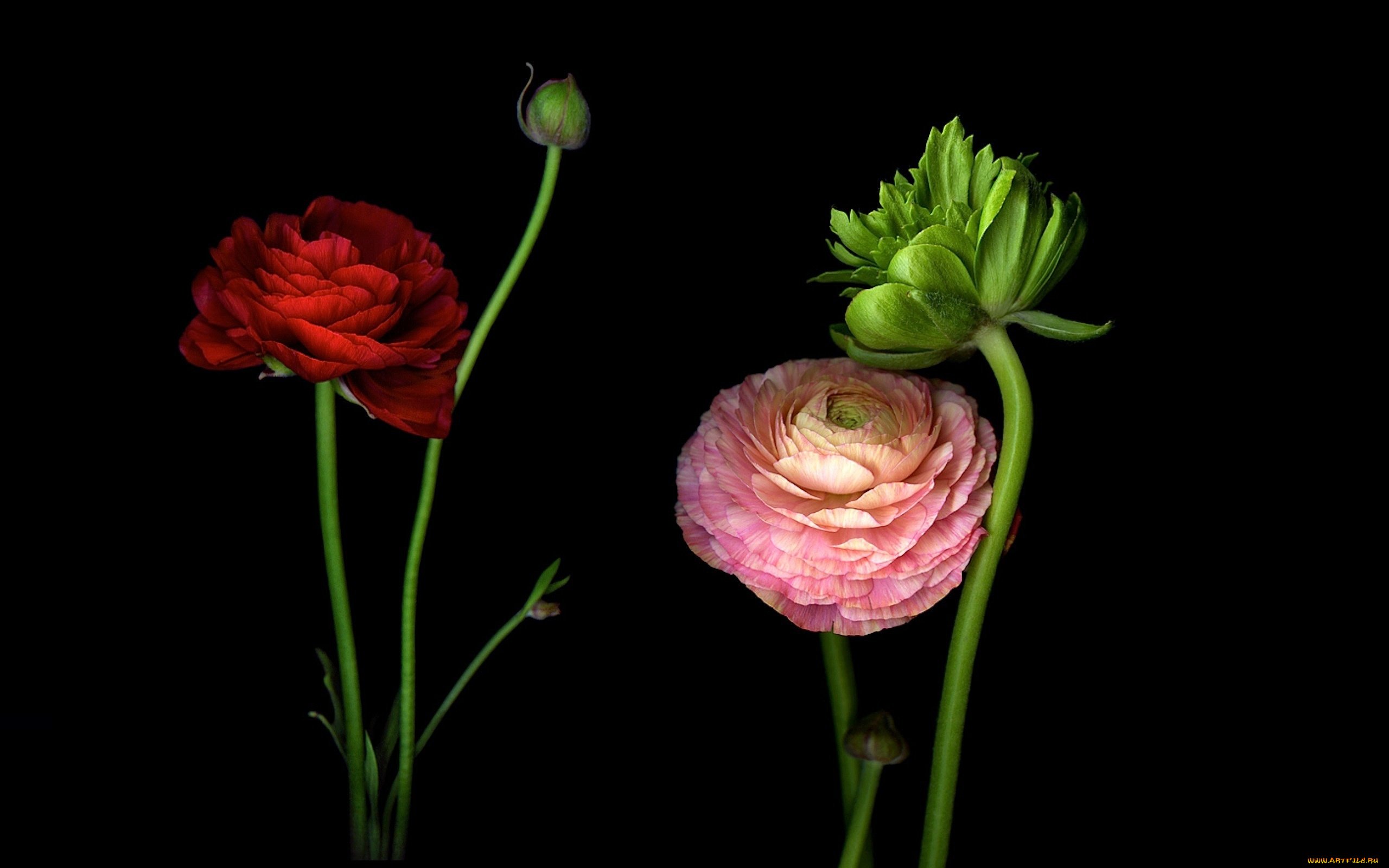 цветы, ранункулюс, , азиатский, лютик, лепестки, стебель, бутон, свет