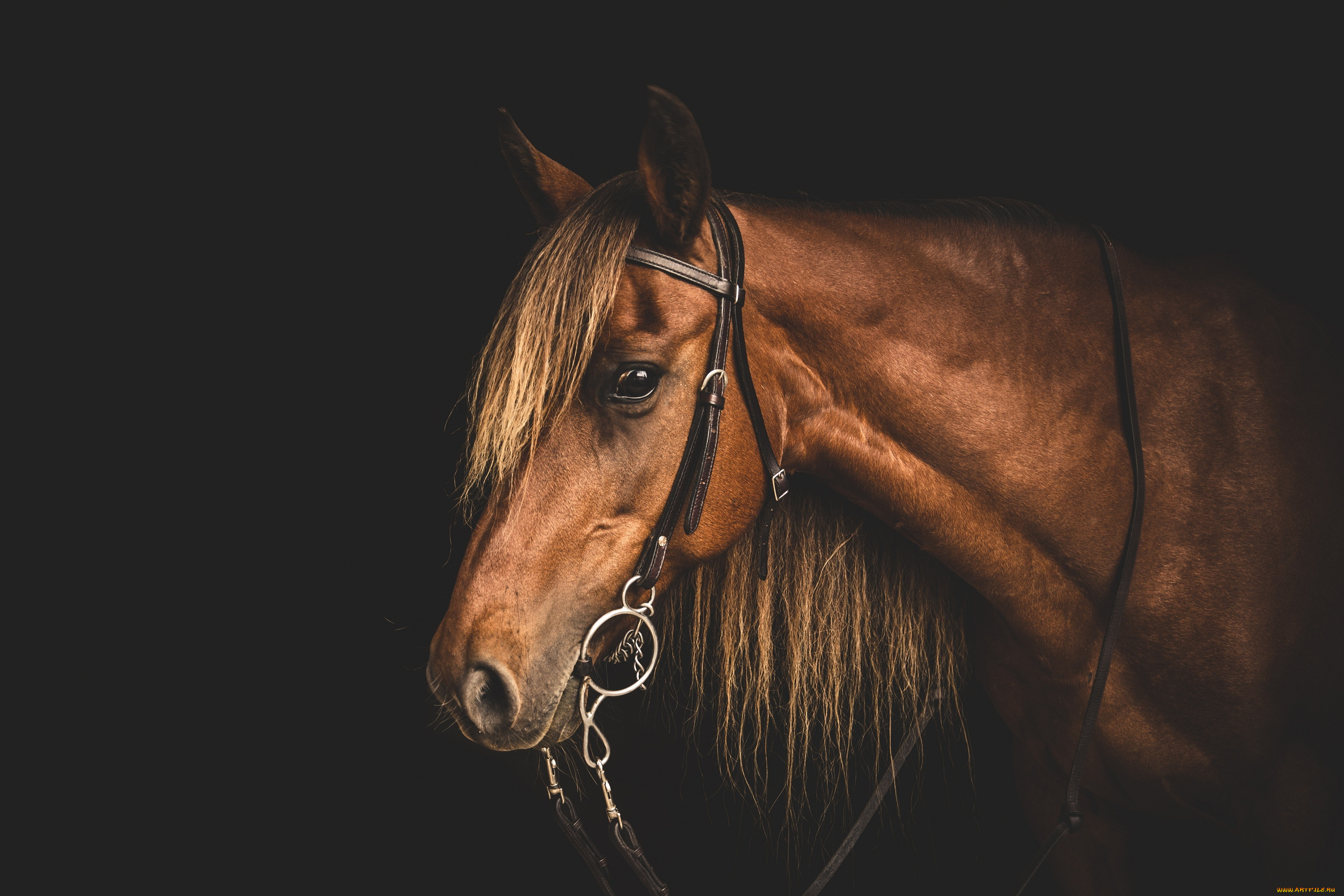 животные, лошади, грива, профиль, морда, конь, уздечка