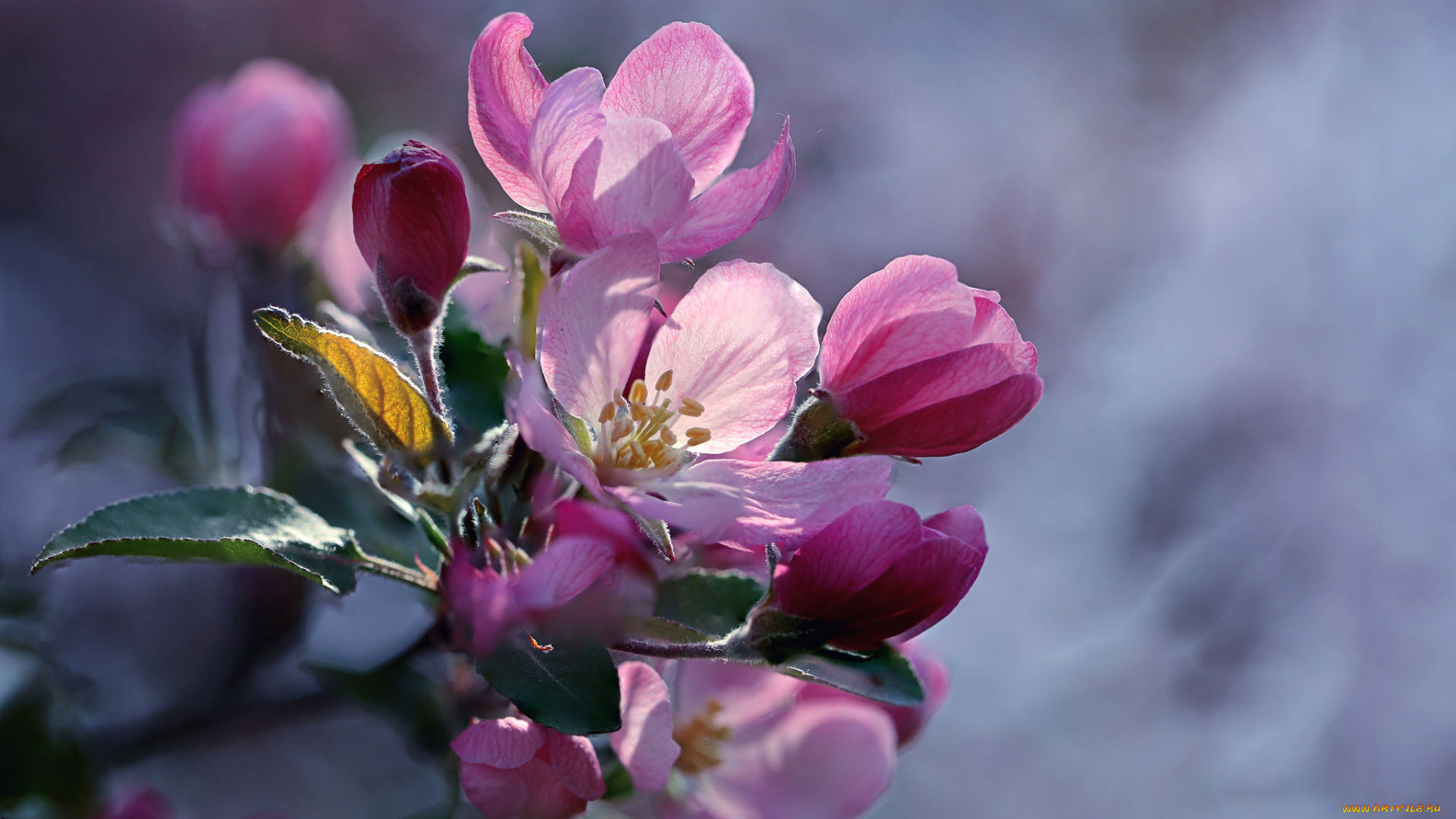 цветы, цветущие, деревья, , , кустарники, бутоны, яблоня, весна, макро, ветка, боке