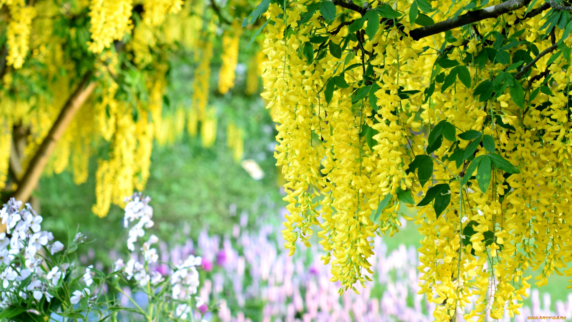 цветы, глициния, вистерия, гроздья, желтая
