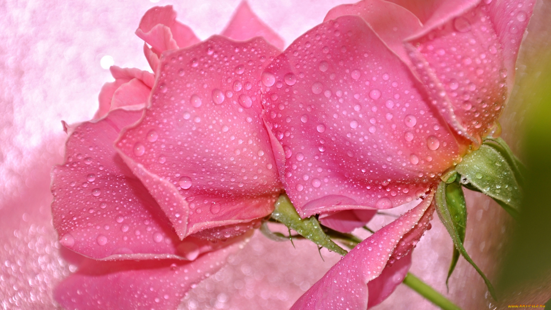 цветы, розы, розовый, капли