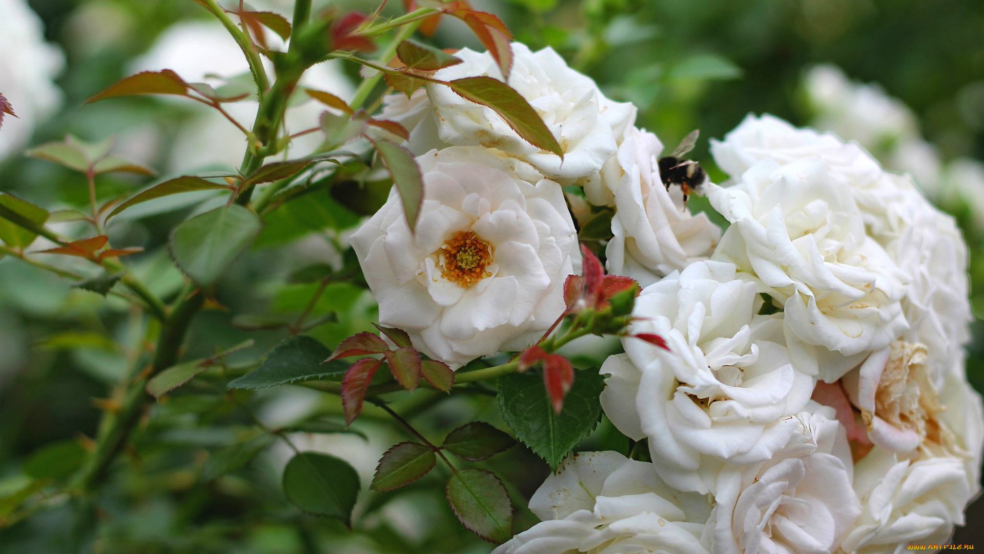 цветы, розы, шмель, куст, белые