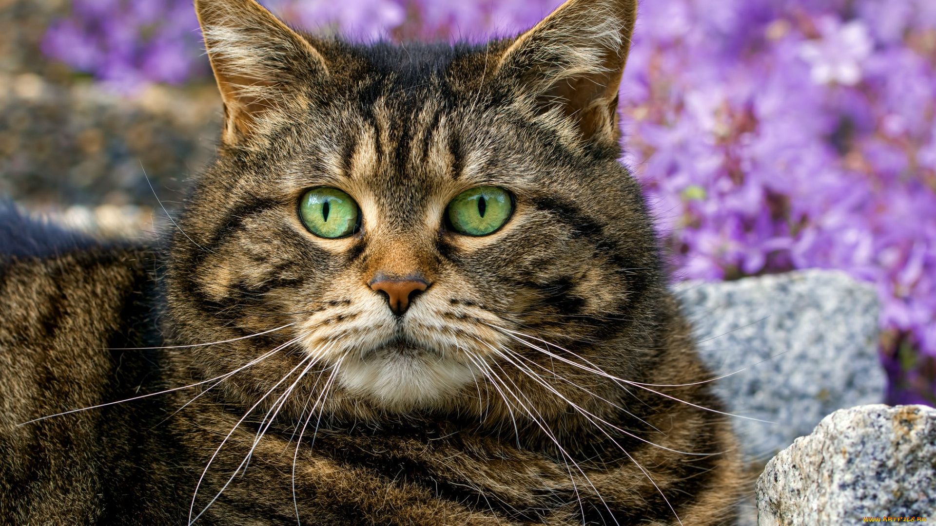 животные, коты, красавец, усы, глаза, портрет, кот