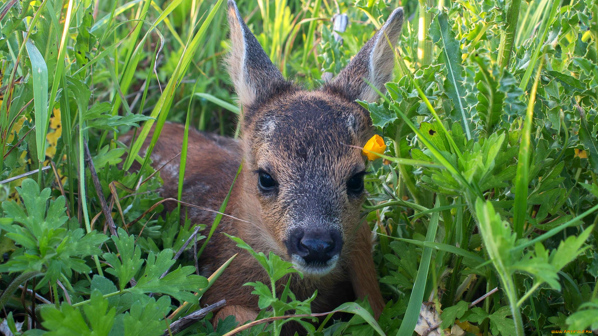 животные, олени, косуля, трава, малыш, олененок