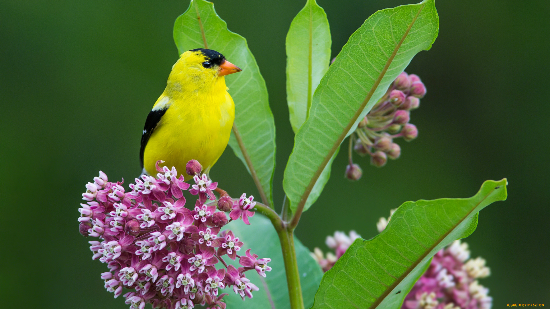 животные, щеглы, , чижи, фон, цветы, яркий, щегол, птица, листья