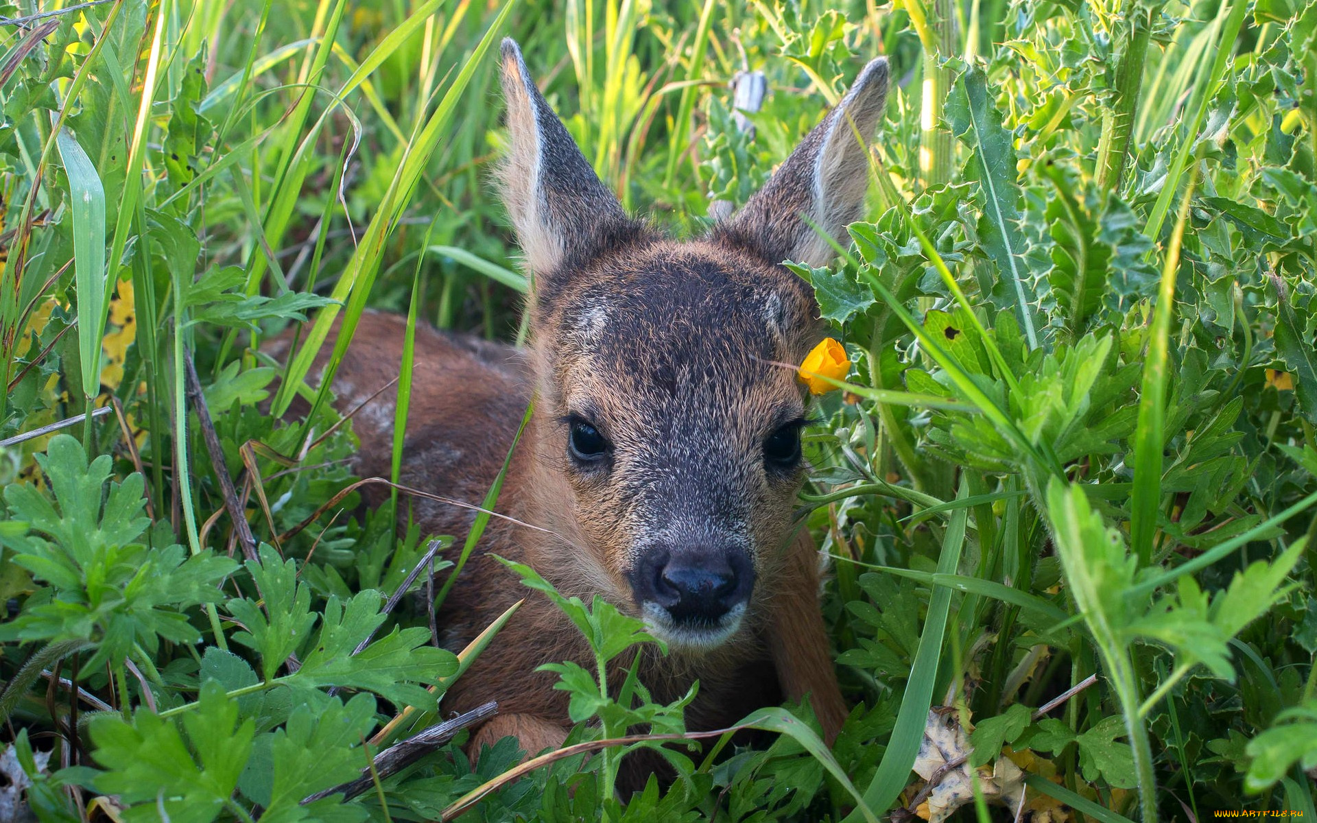 животные, олени, косуля, трава, малыш, олененок