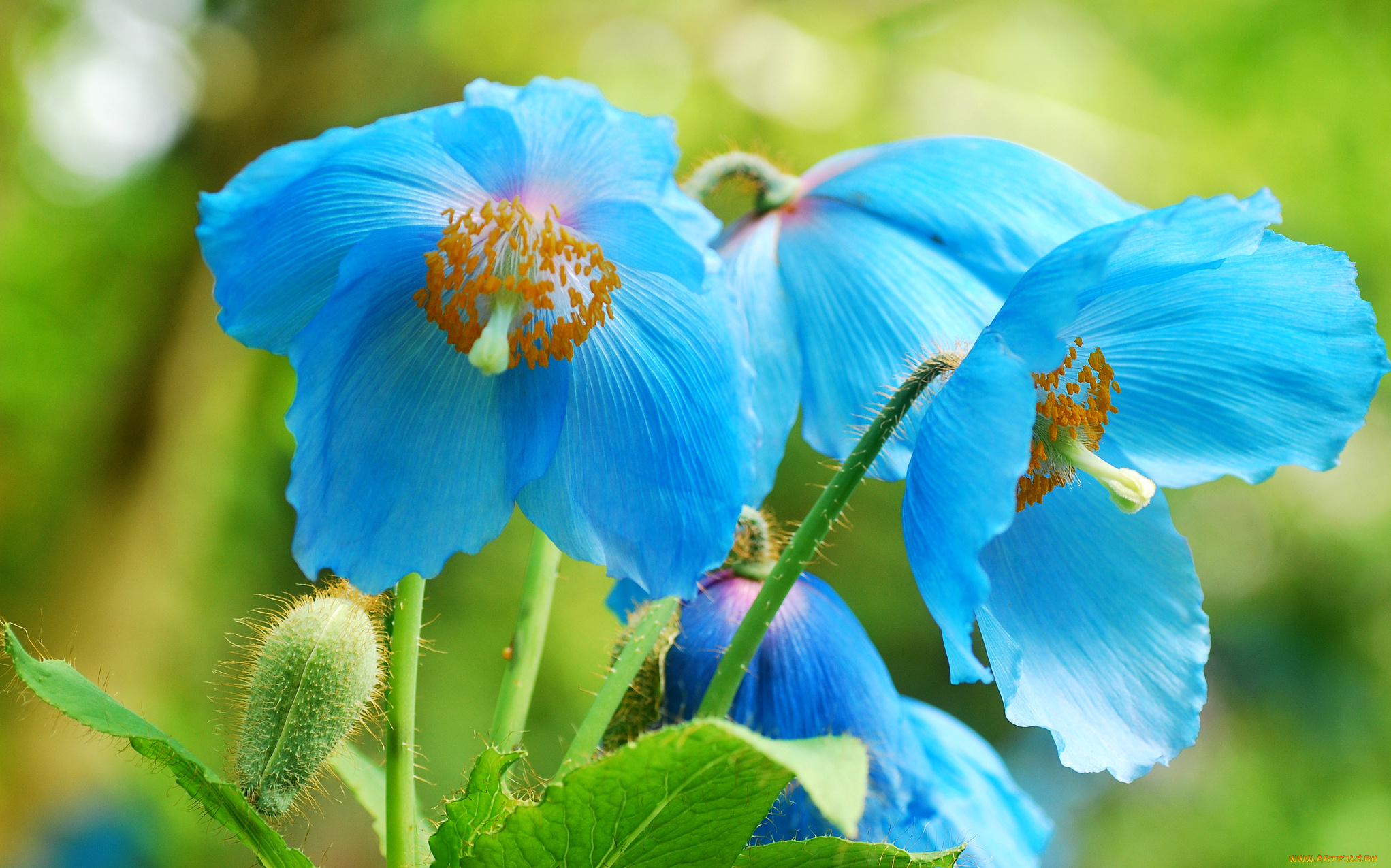 цветы, маки, макро, красота, голубой, мак