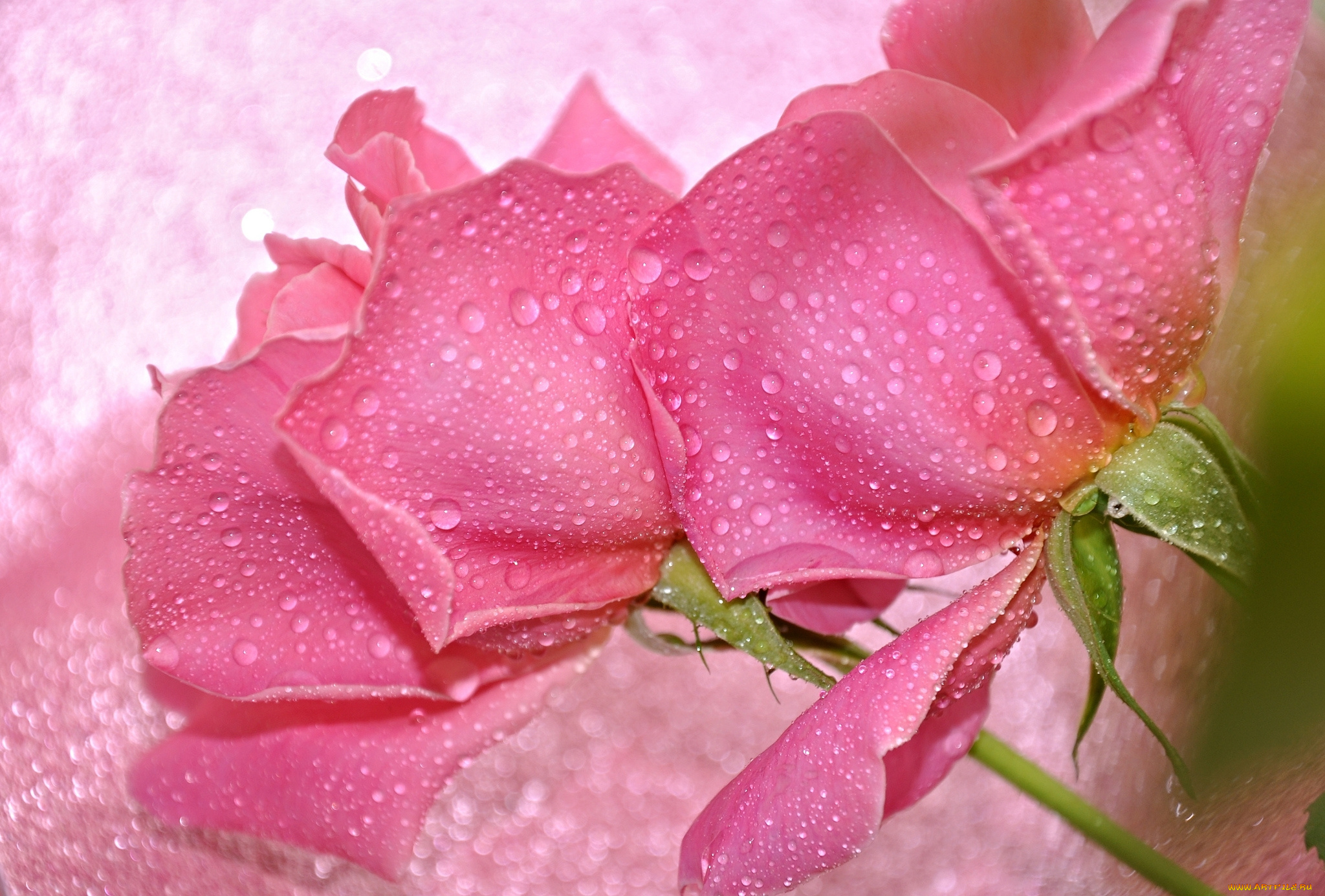 цветы, розы, розовый, капли