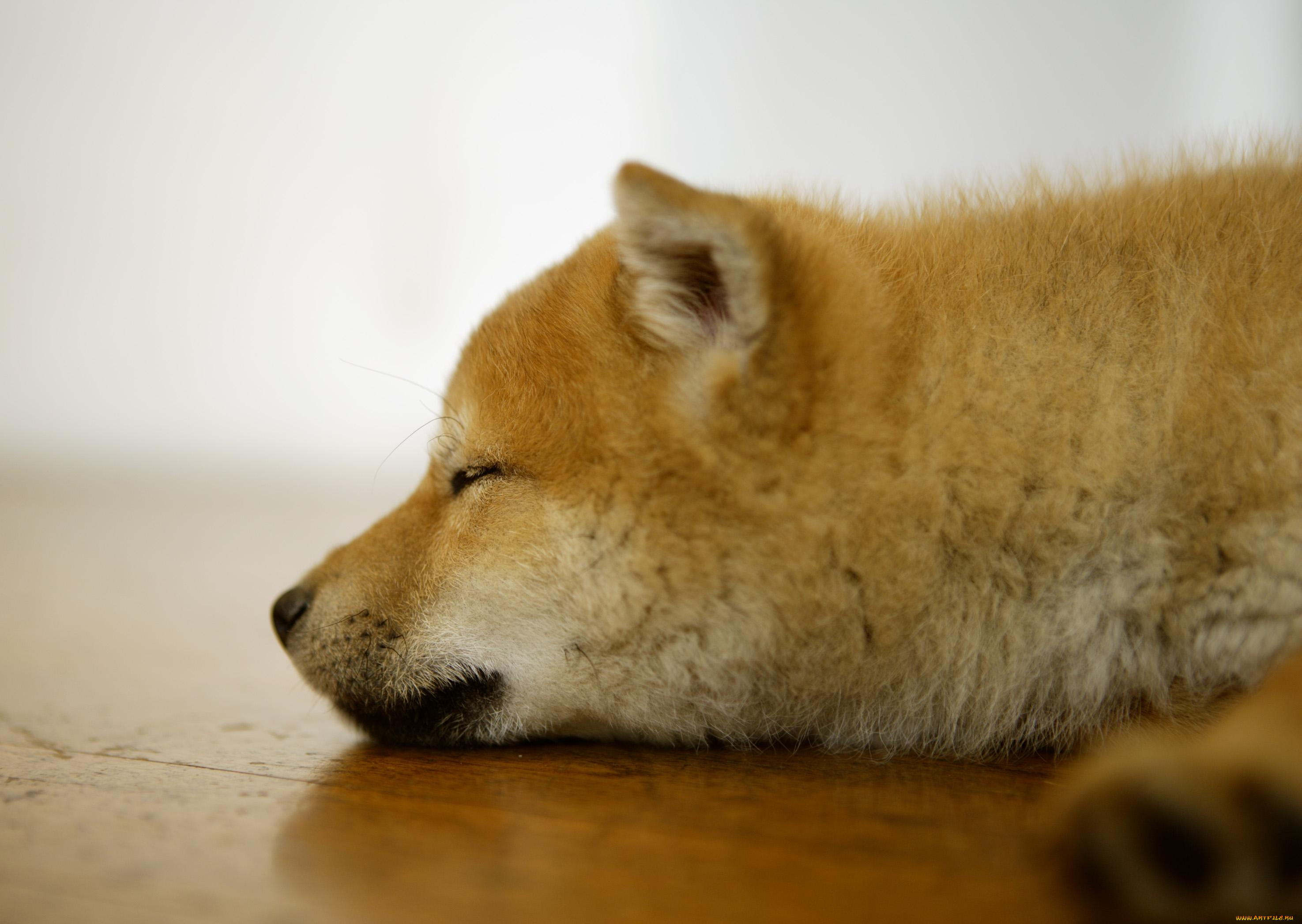 животные, собаки, отдых, сон, рыжий, щенок