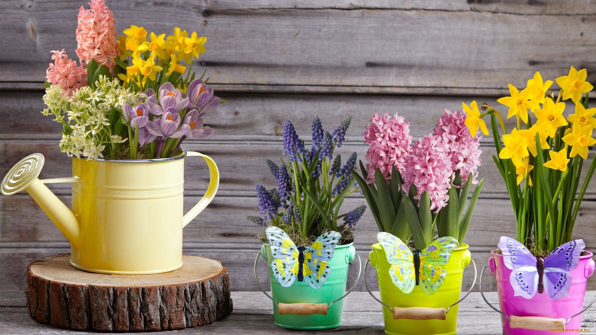 цветы, букеты, , композиции, мускари, крокусы, весна, декор, бабочки, лейка, ведёрки, жёлтые, нарциссы, гиацинты, hyacinth