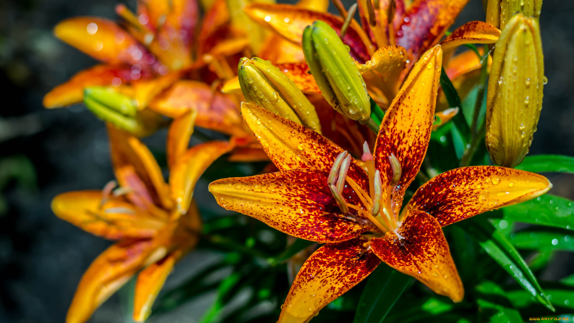 цветы, лилии, , лилейники, цветение, лепестки, бутоны, листья