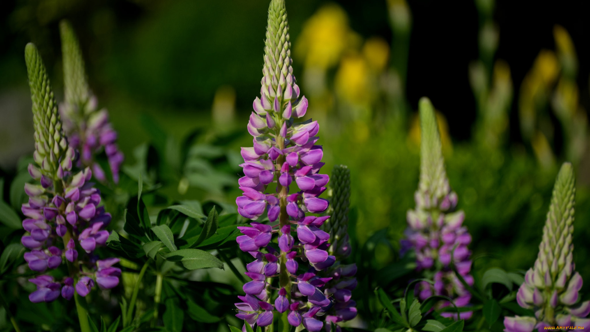 цветы, люпин, лето, фиолетовый