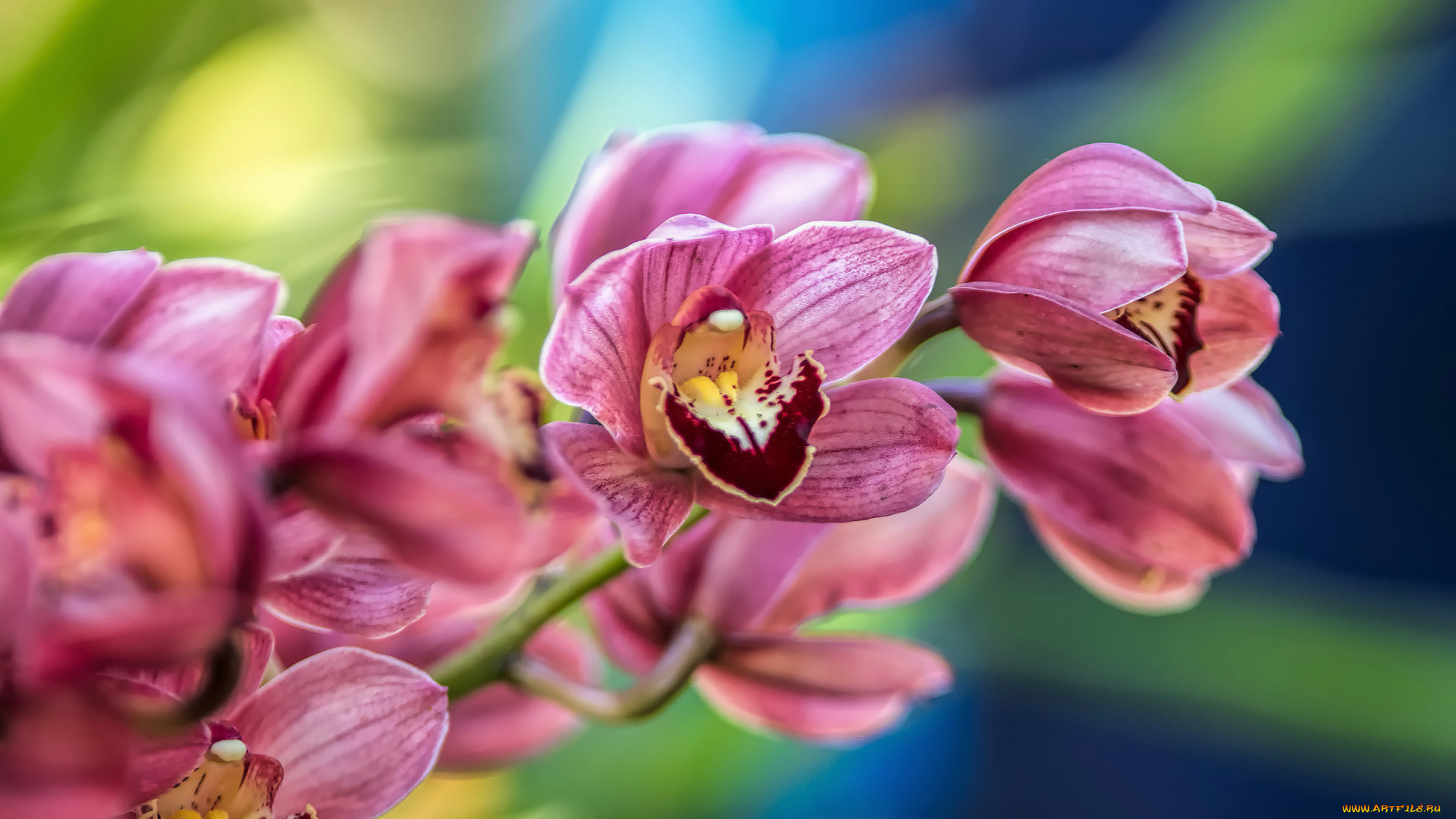 цветы, орхидеи, цветение, орхидея, цвет, лепестки