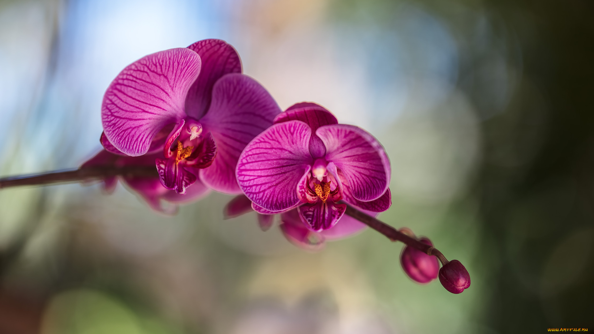 цветы, орхидеи, орхидея, цветение, лепестки