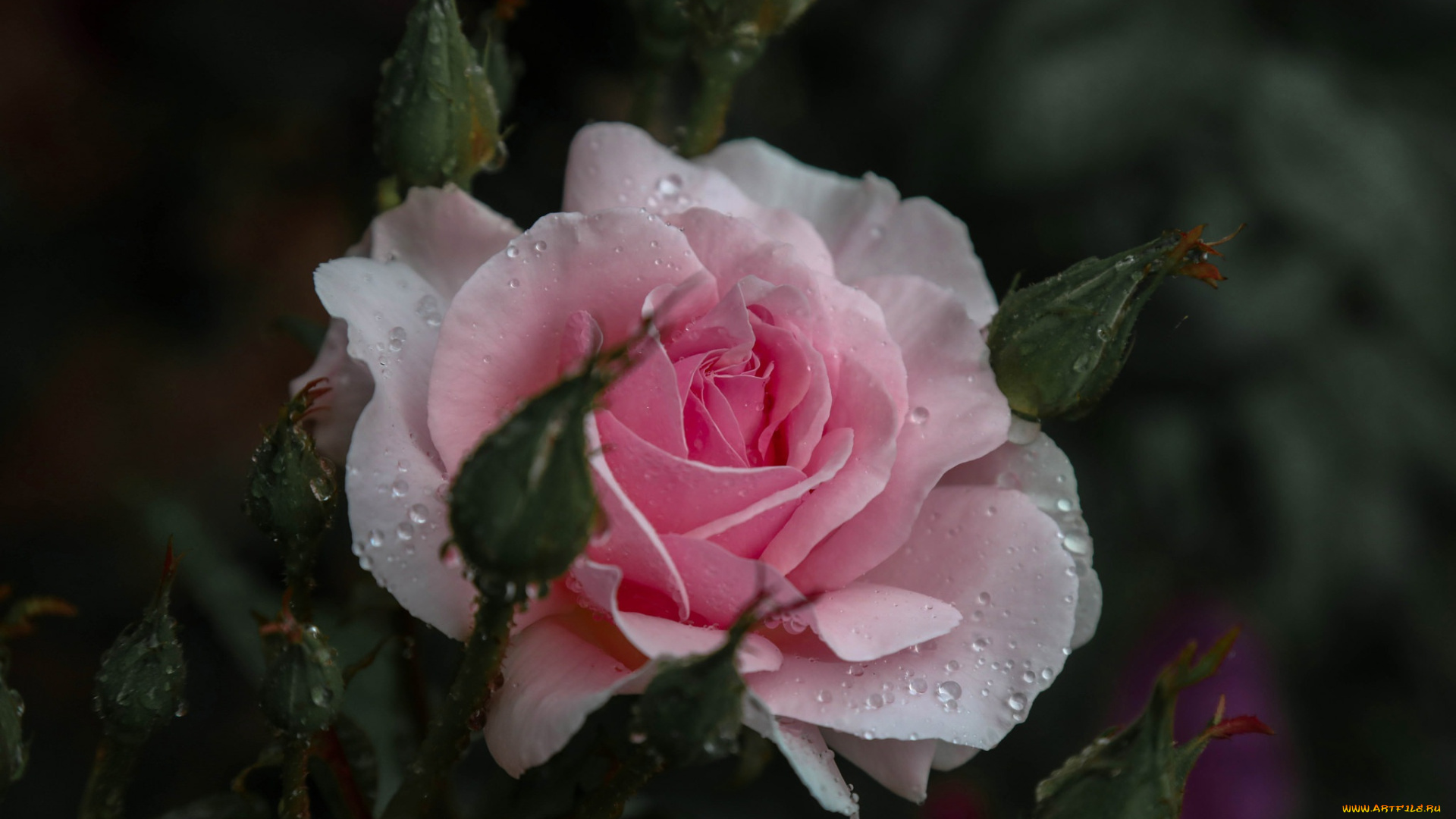 цветы, розы, бутоны, розовый, капли, роза