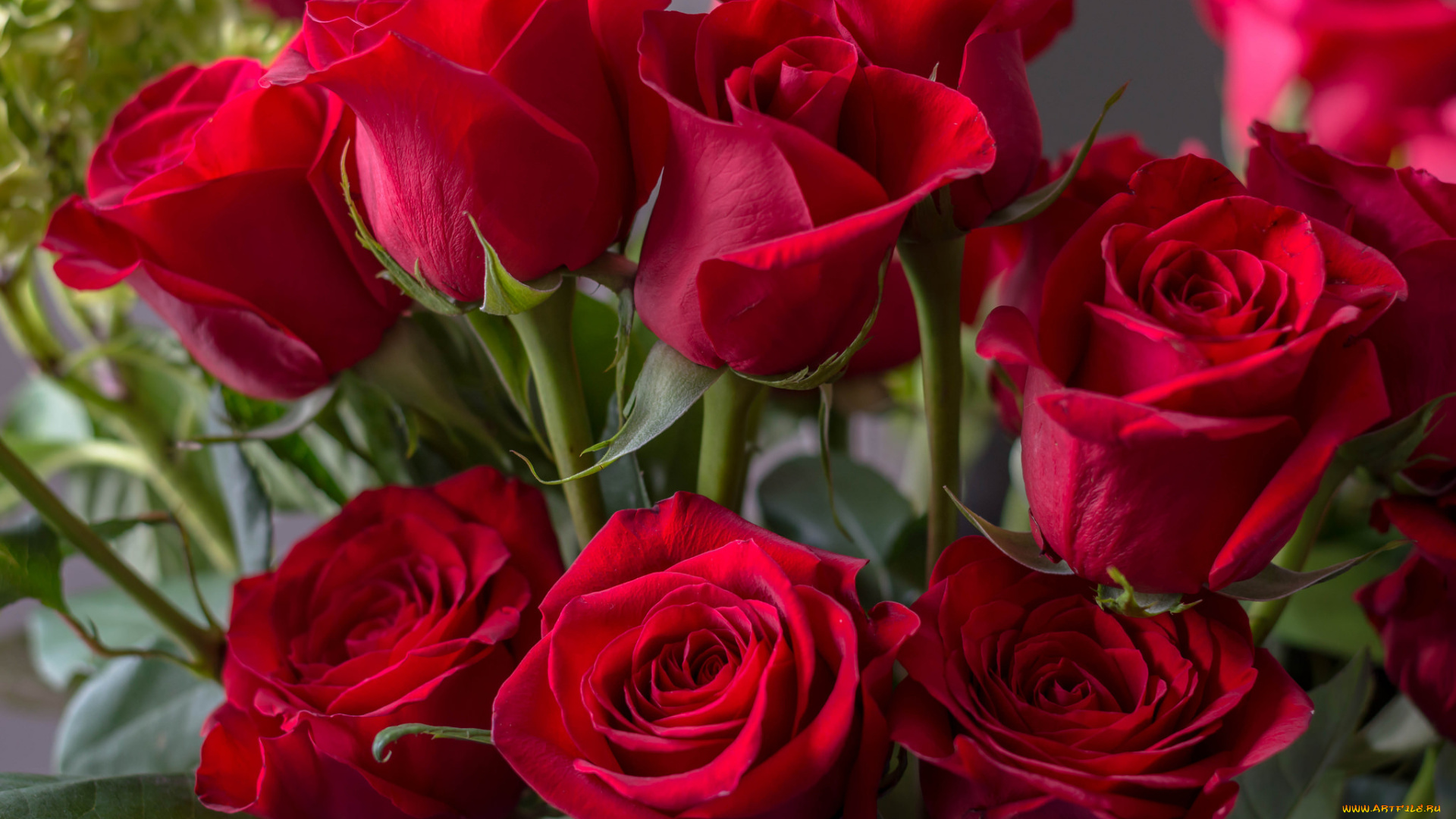 цветы, розы, лепестки, цветение, роза, цвет