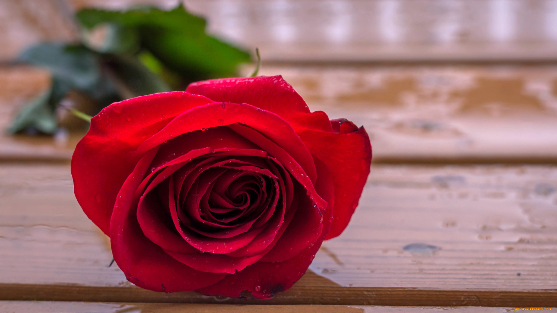 цветы, розы, пестрая, роза, бутон, макро