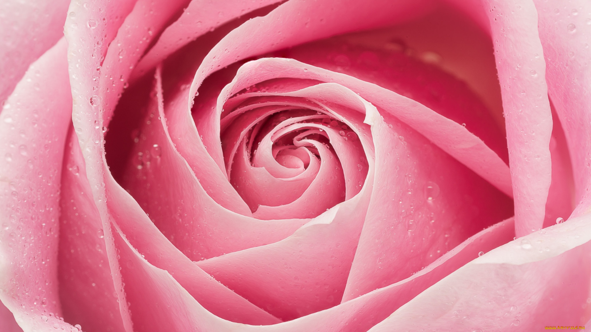 цветы, розы, розовый, лепестки, роза