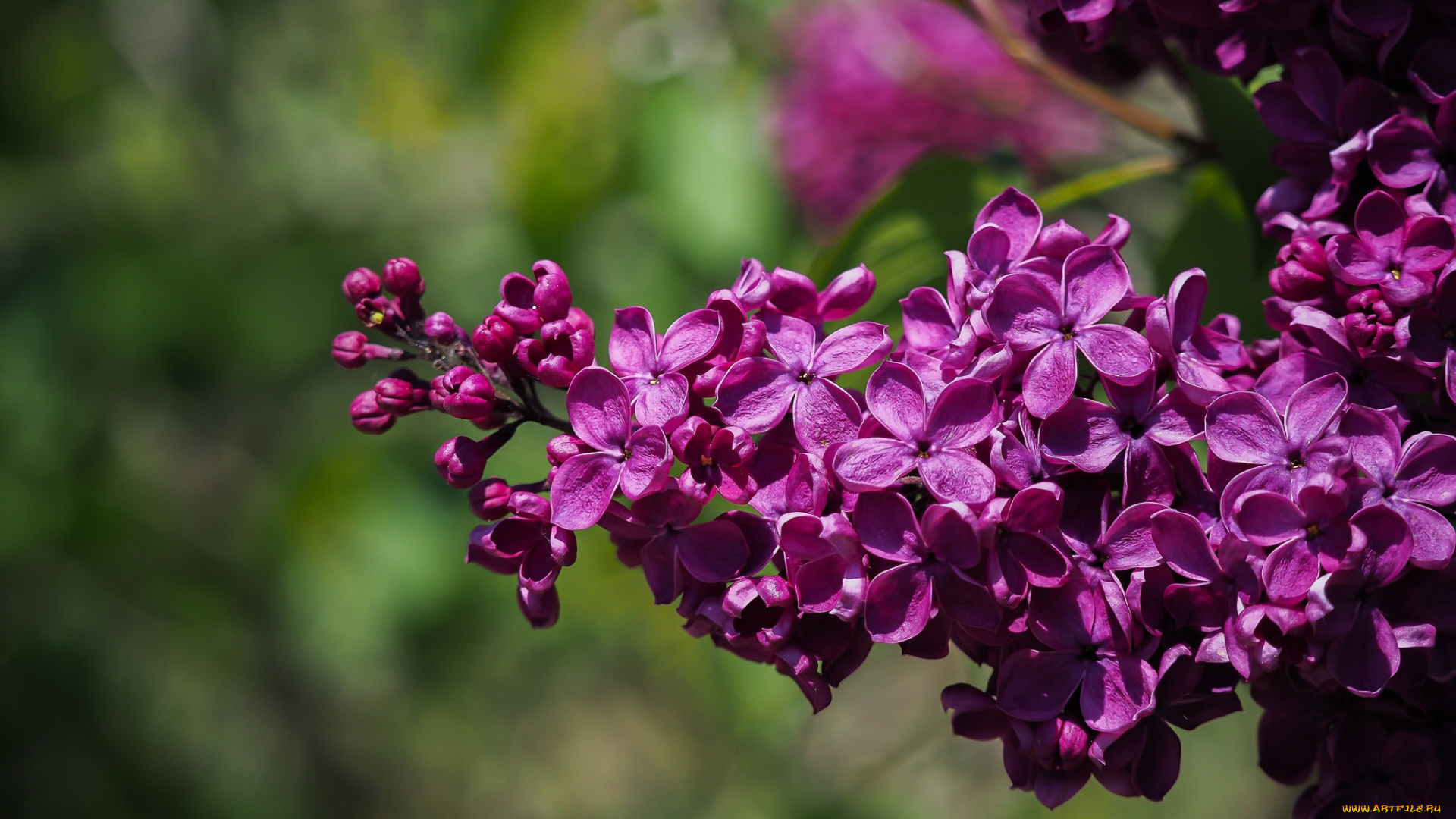цветы, сирень, весна, макро
