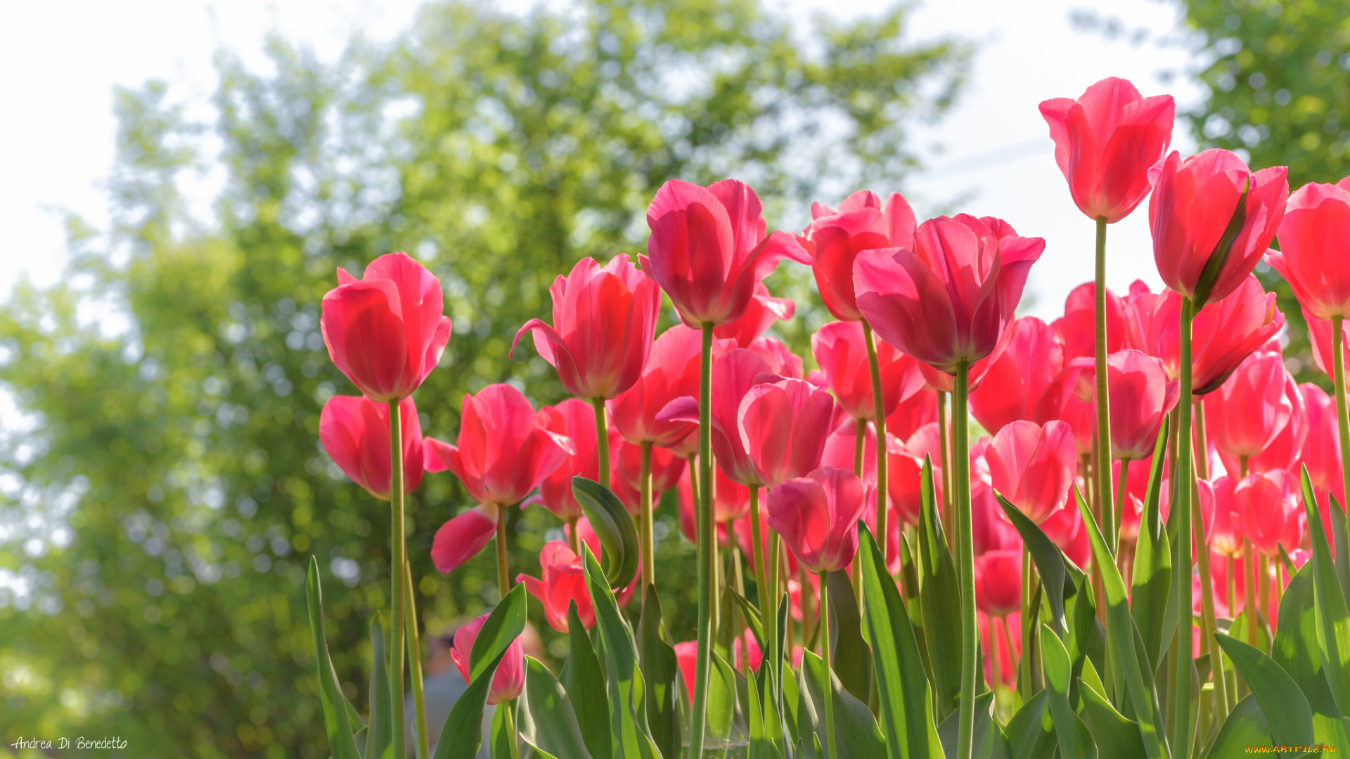цветы, тюльпаны, цвет, цветение