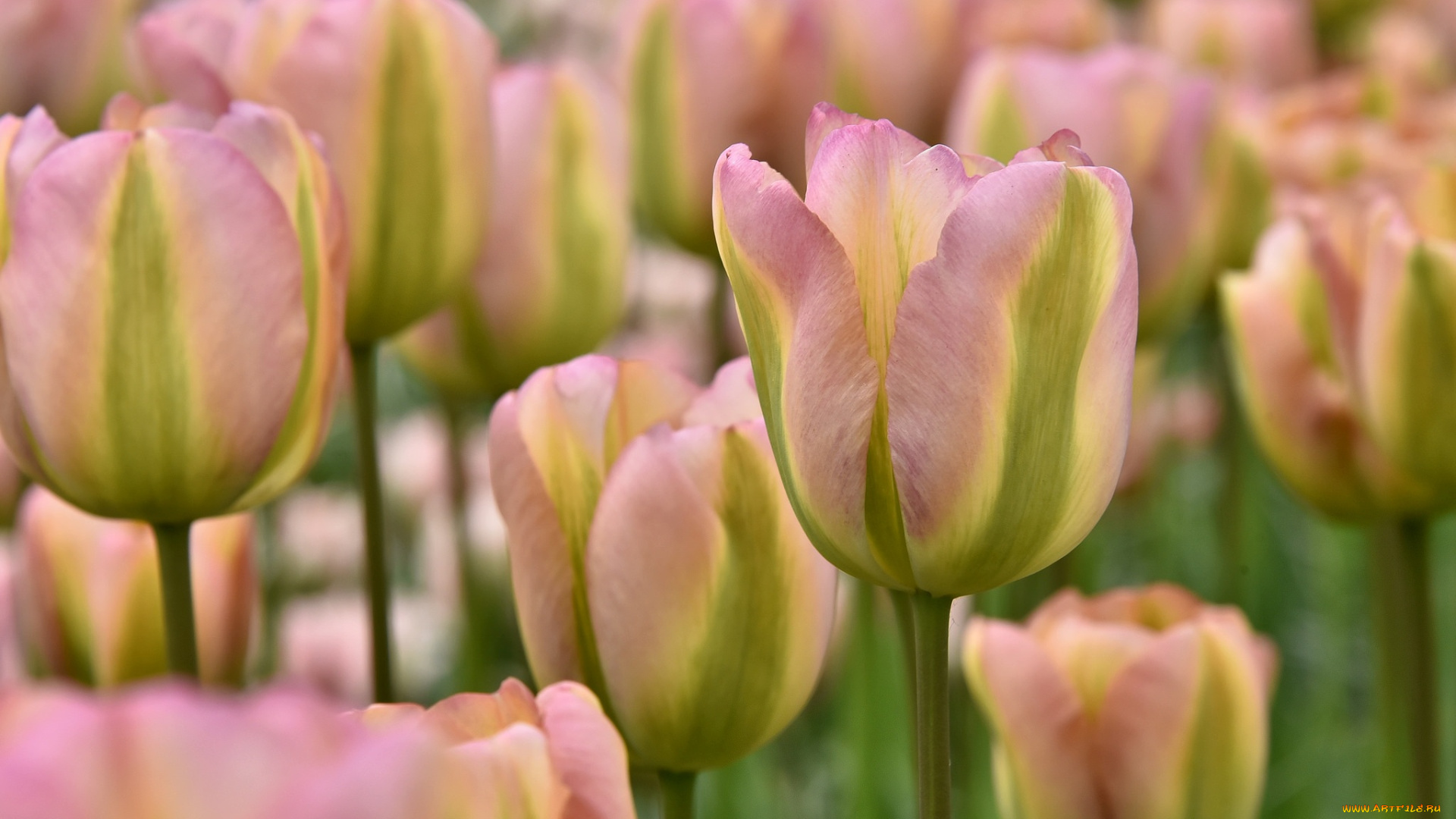 цветы, тюльпаны, лепестки, бутоны